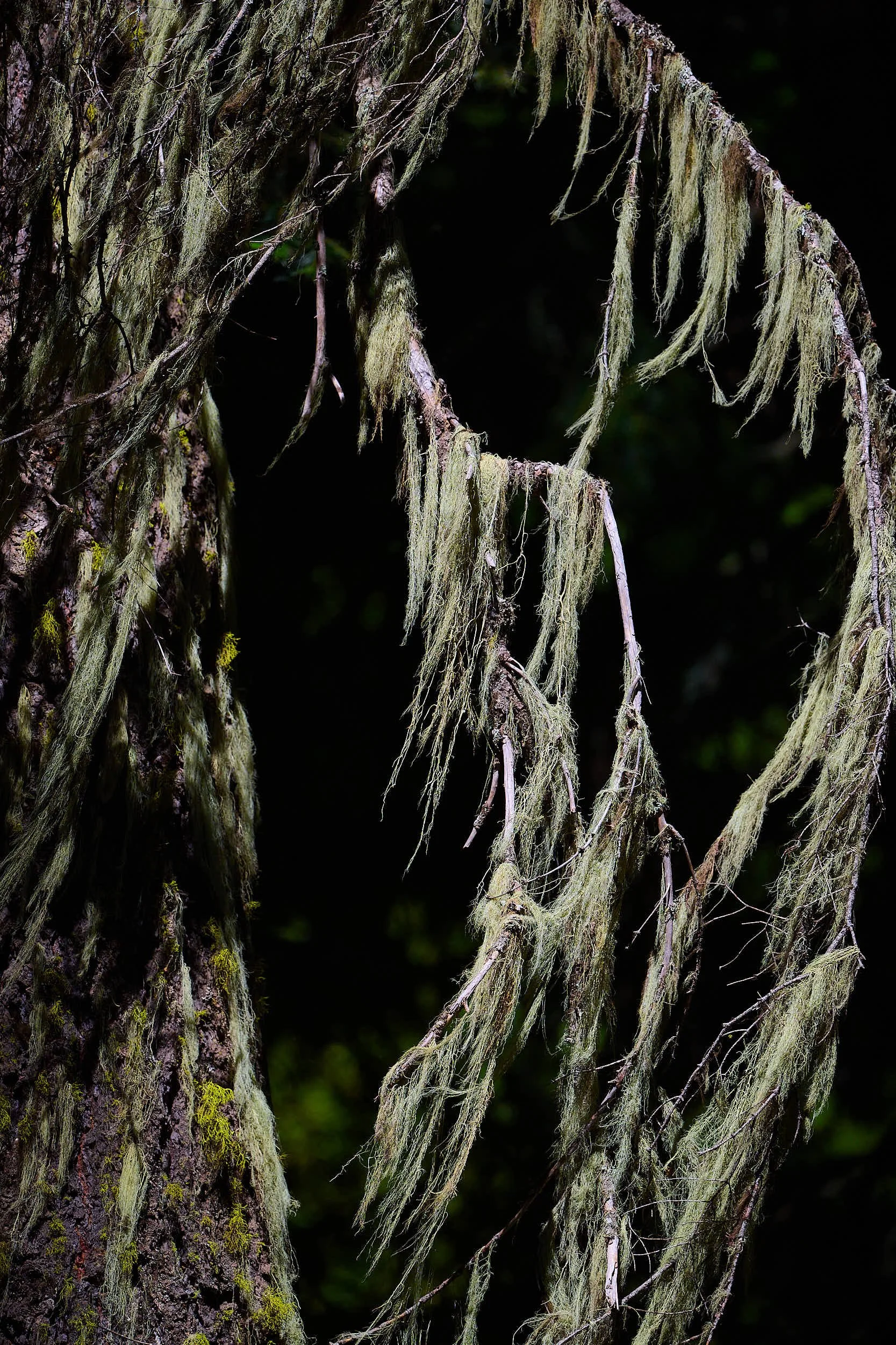 Lichen