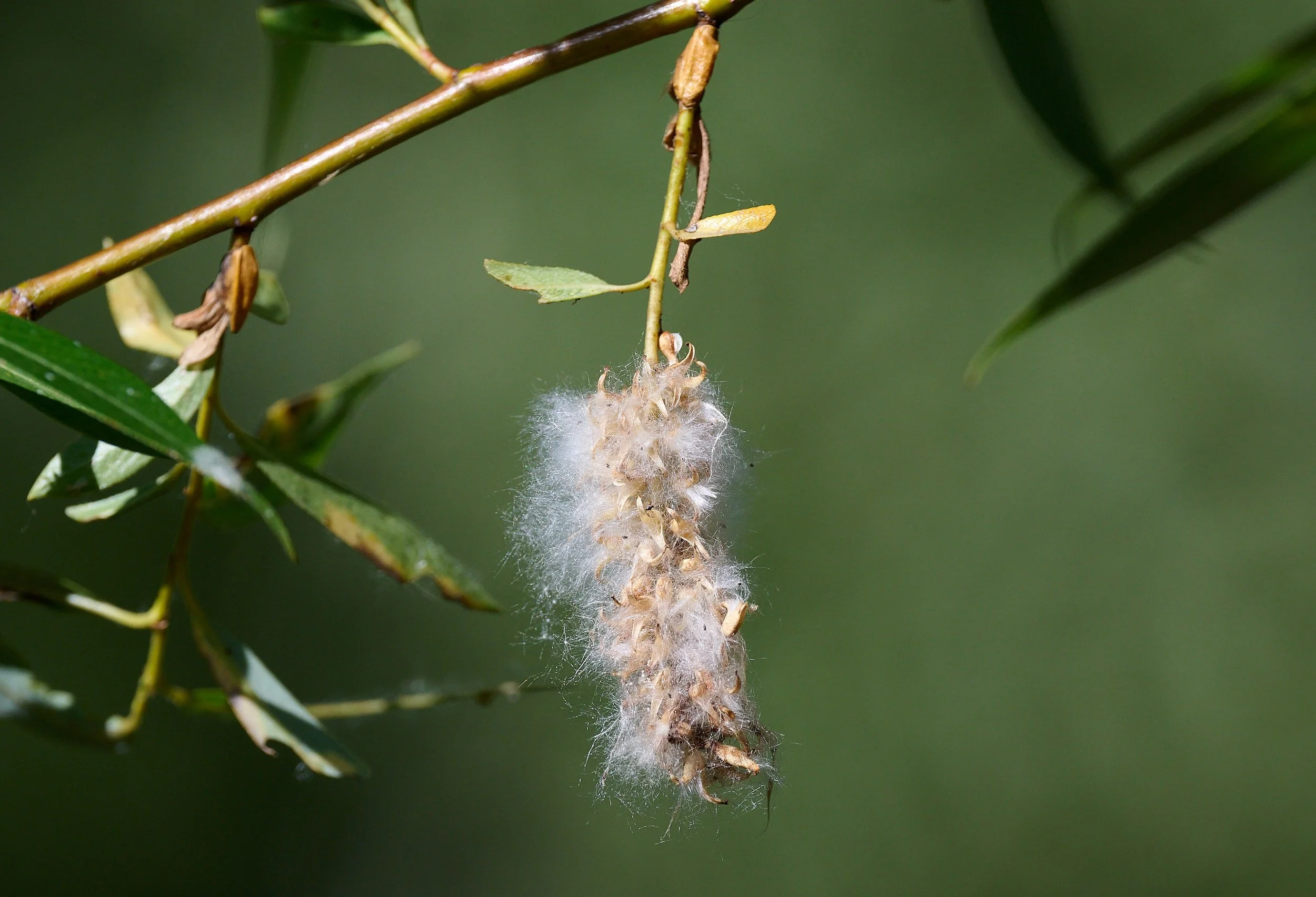 Willow catkin