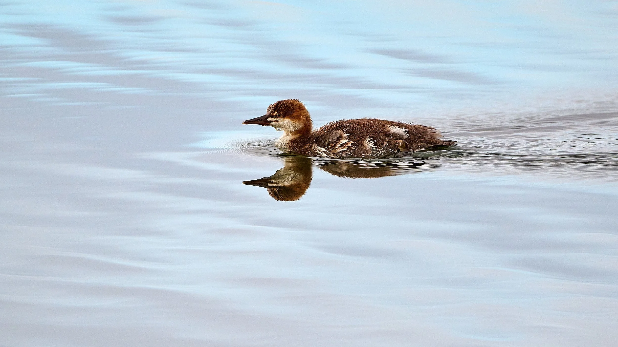 Common Merganser, immature