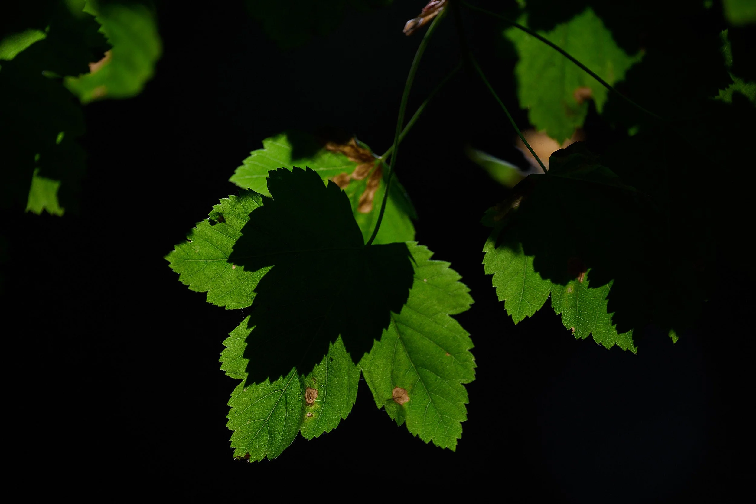 Maple leaf 