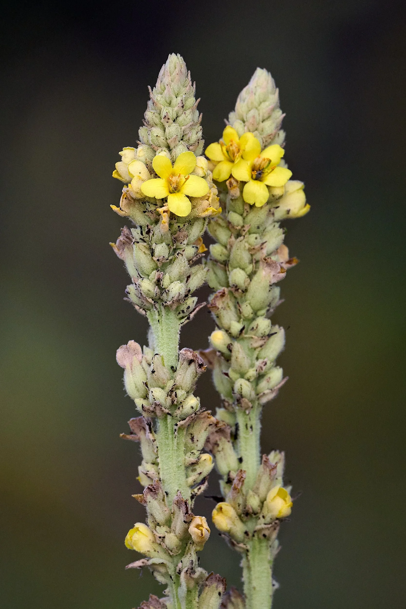 Woolly Mullein