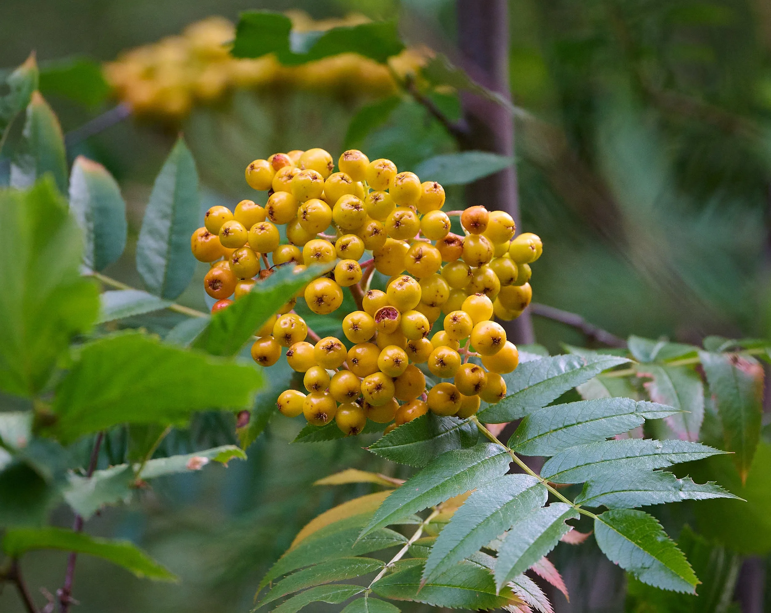 Mountain Ash