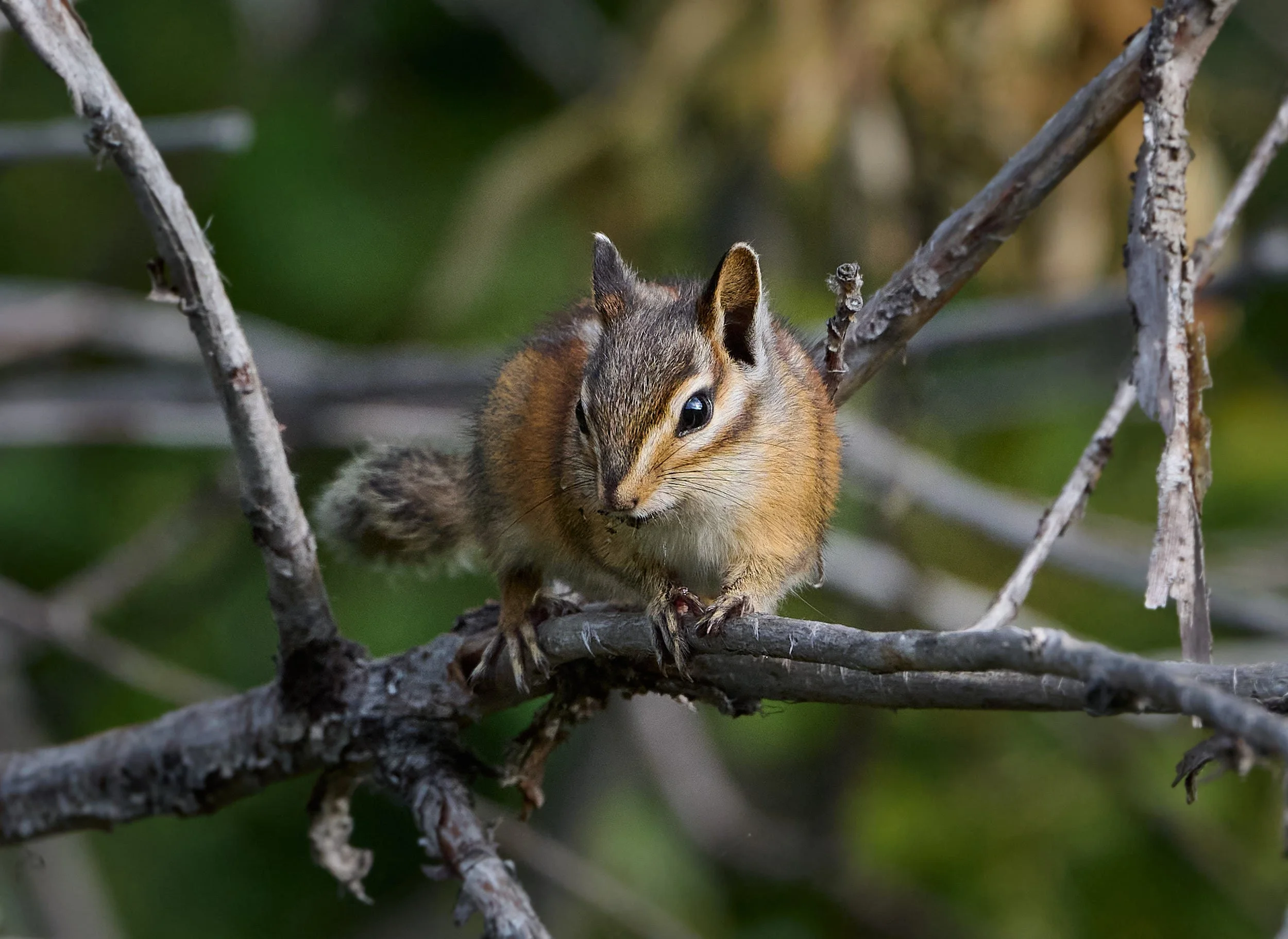 Chipmunk spp
