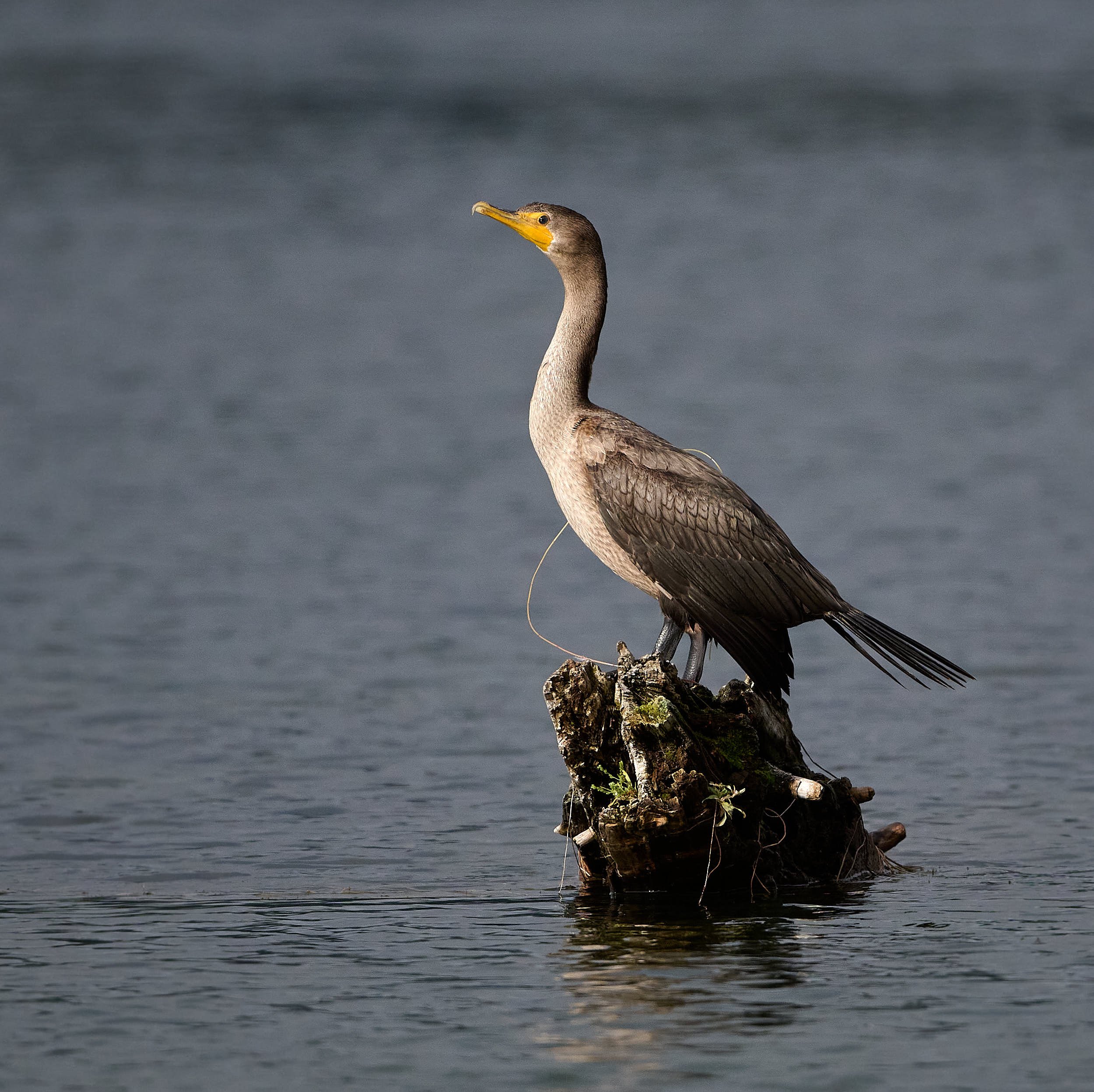 Double-crested Cormorant