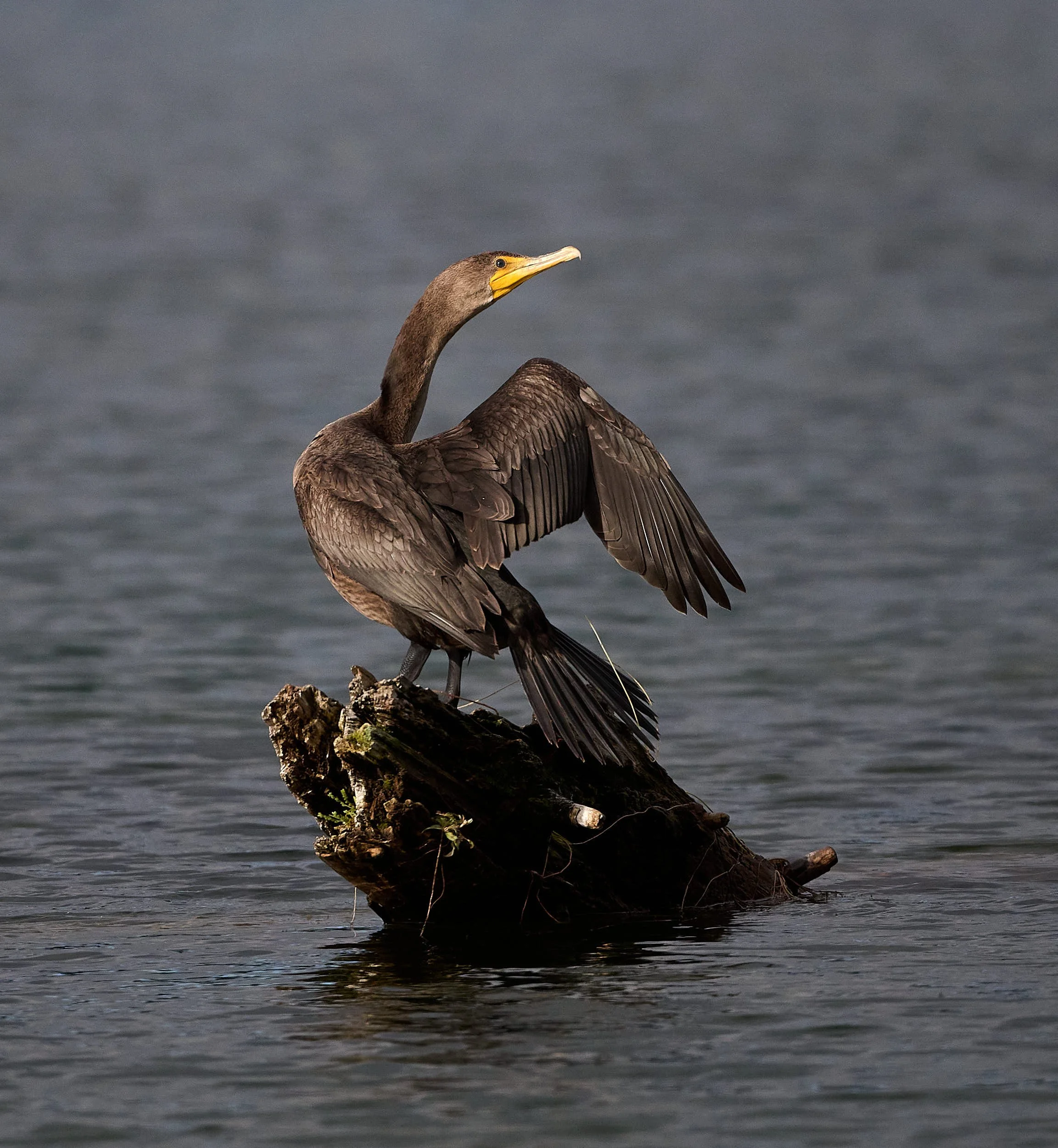 Double-crested Cormorant