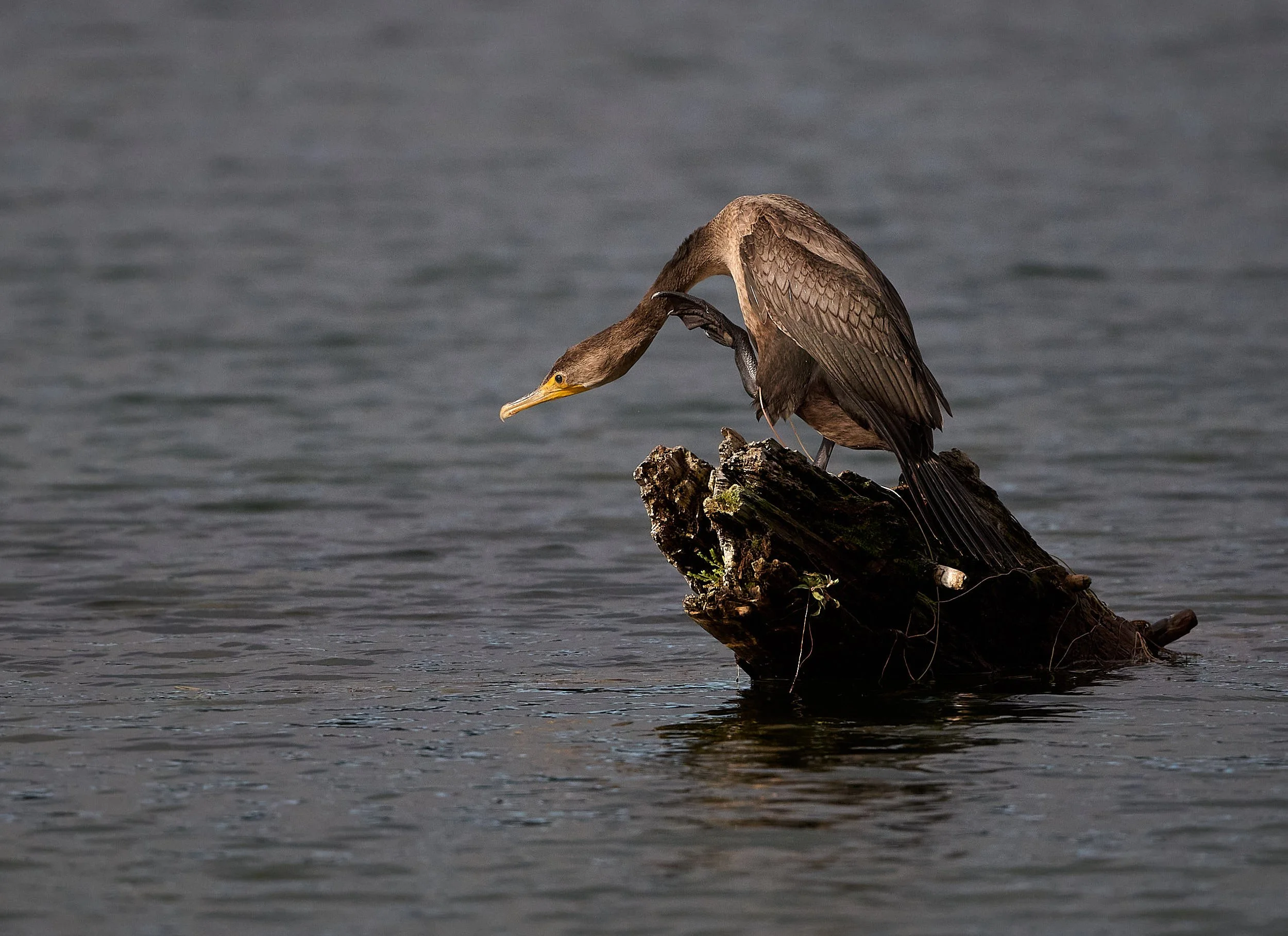 Double-crested Cormorant