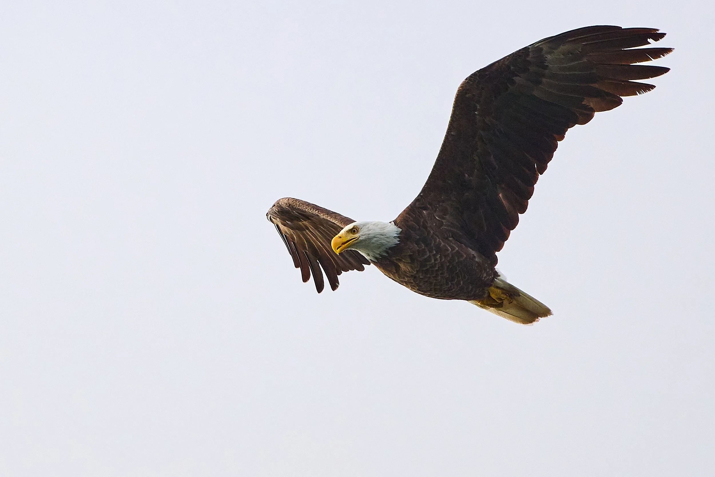 Bald Eagle