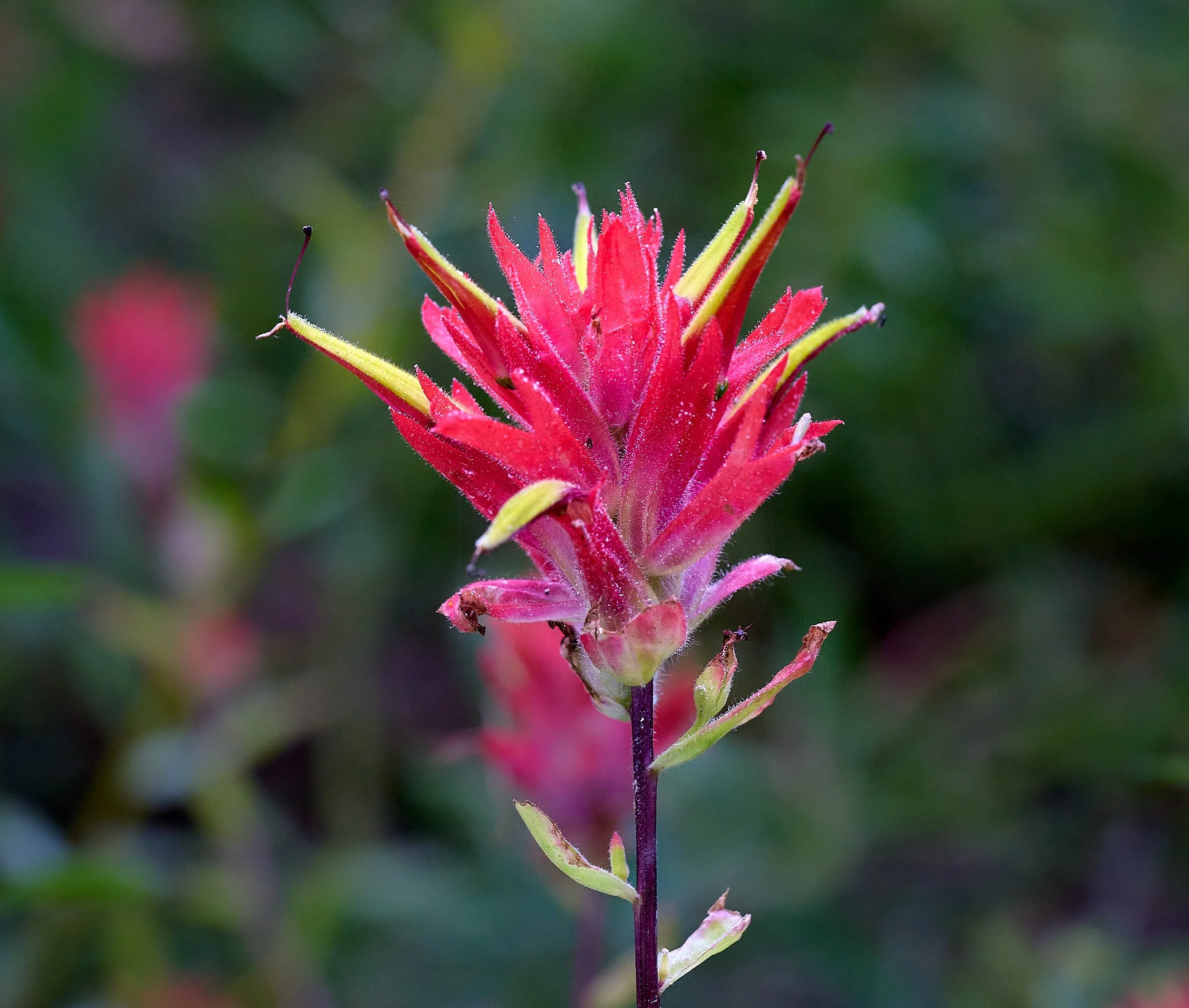 Paintbrush