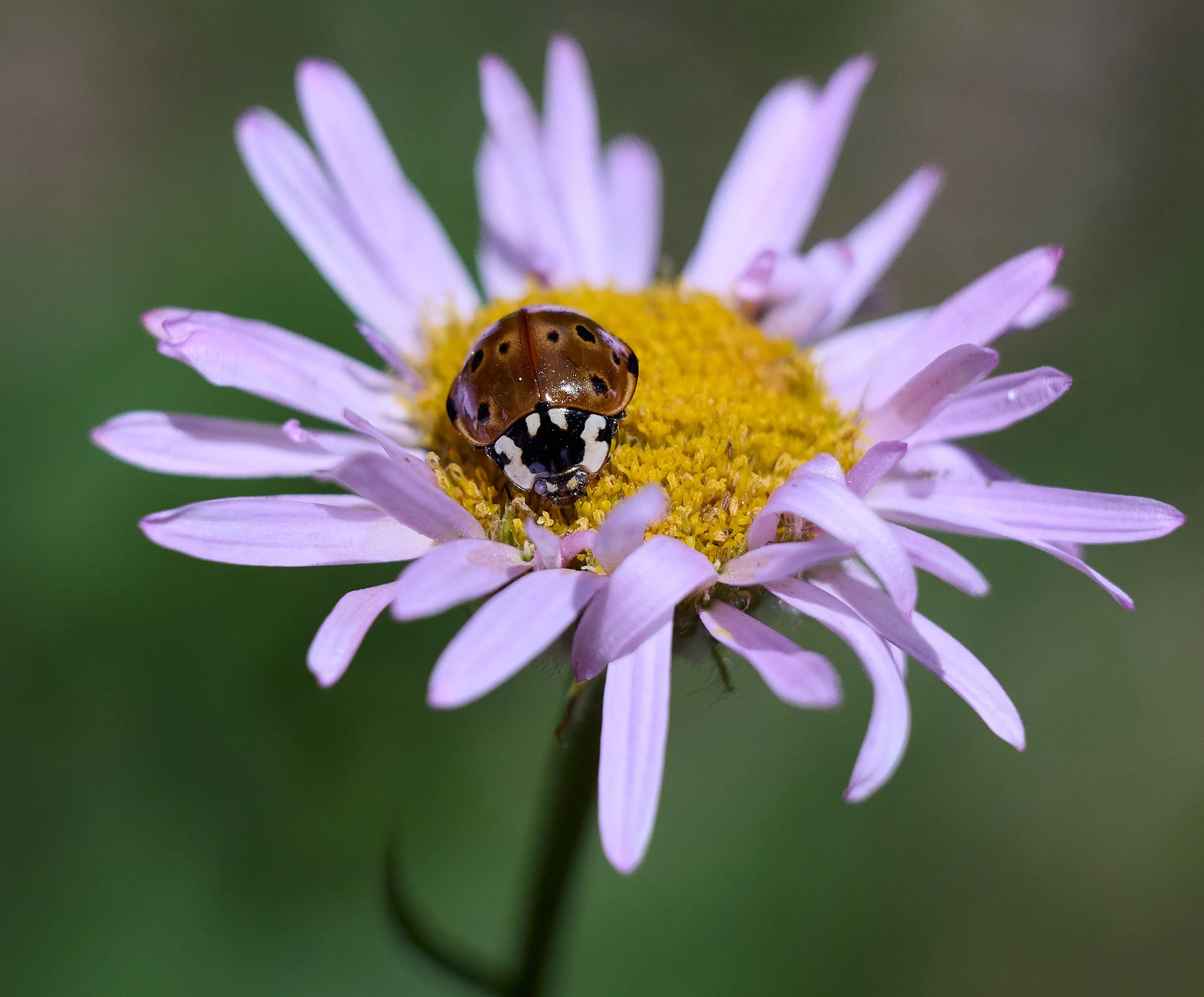 Ladybug