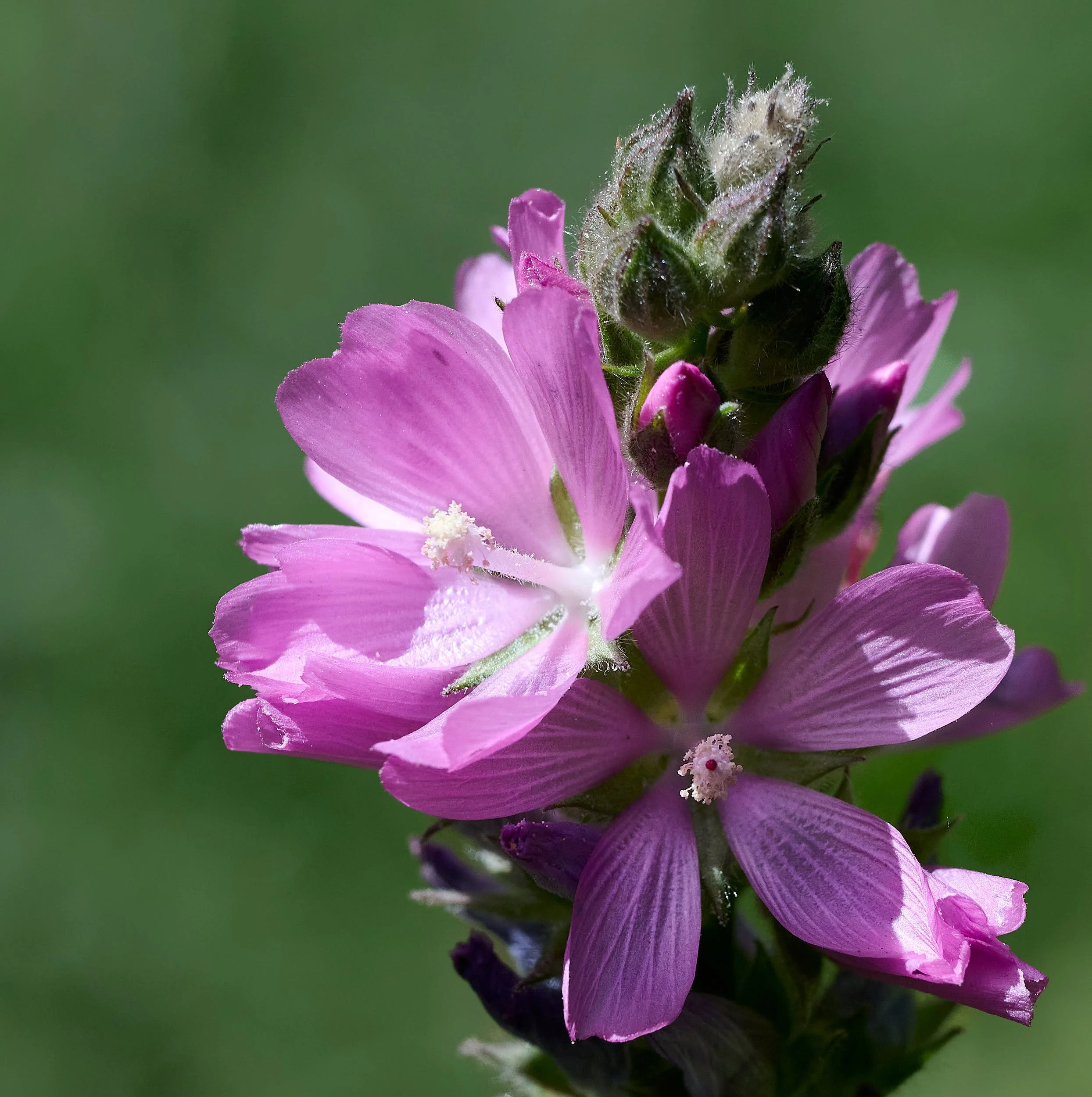 Mallow spp