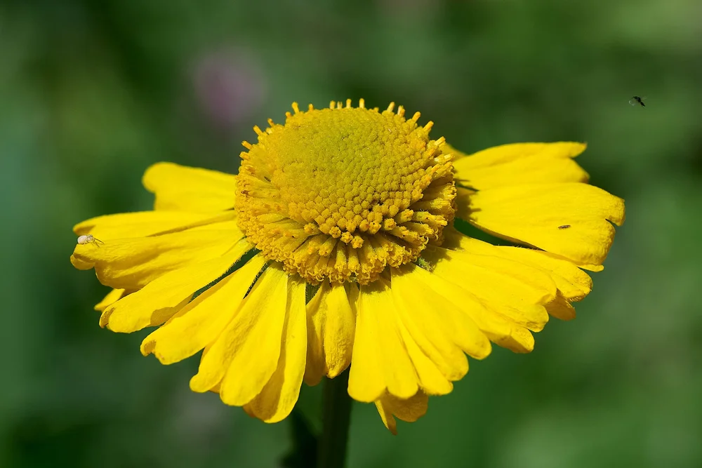 Sneeze weed, spider &amp; mosquito