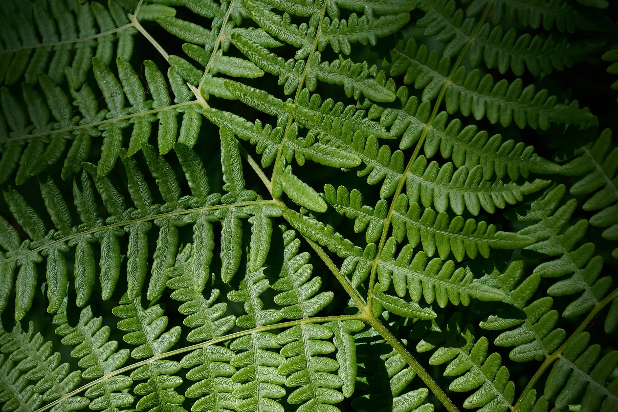 Braken fern