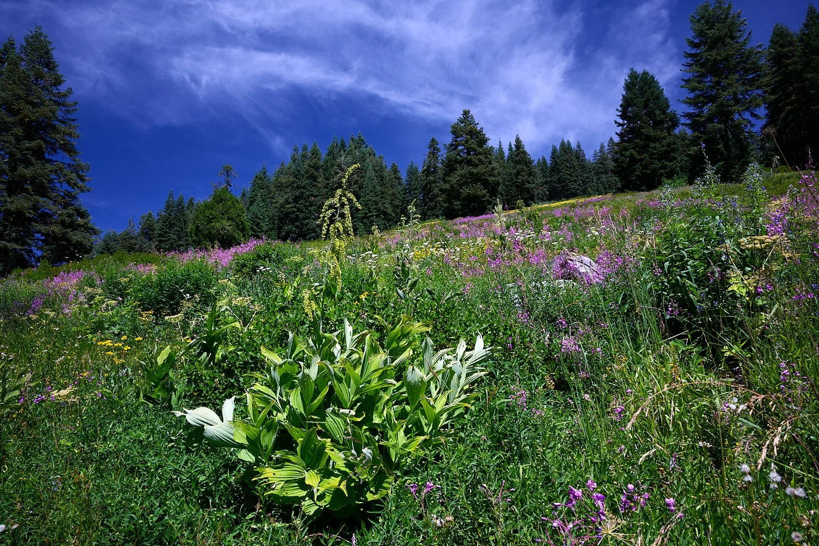Corn lily in meadow