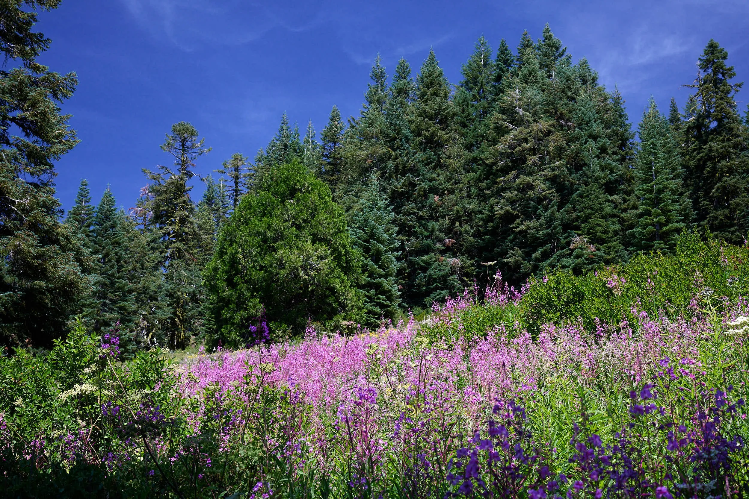 Delphinium &amp; Fireweed