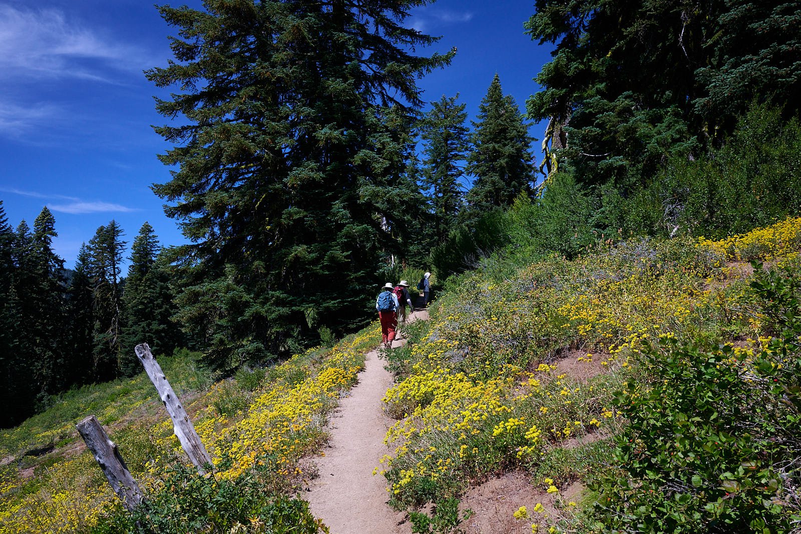 Mount Hamilton trail at 6,200 ft