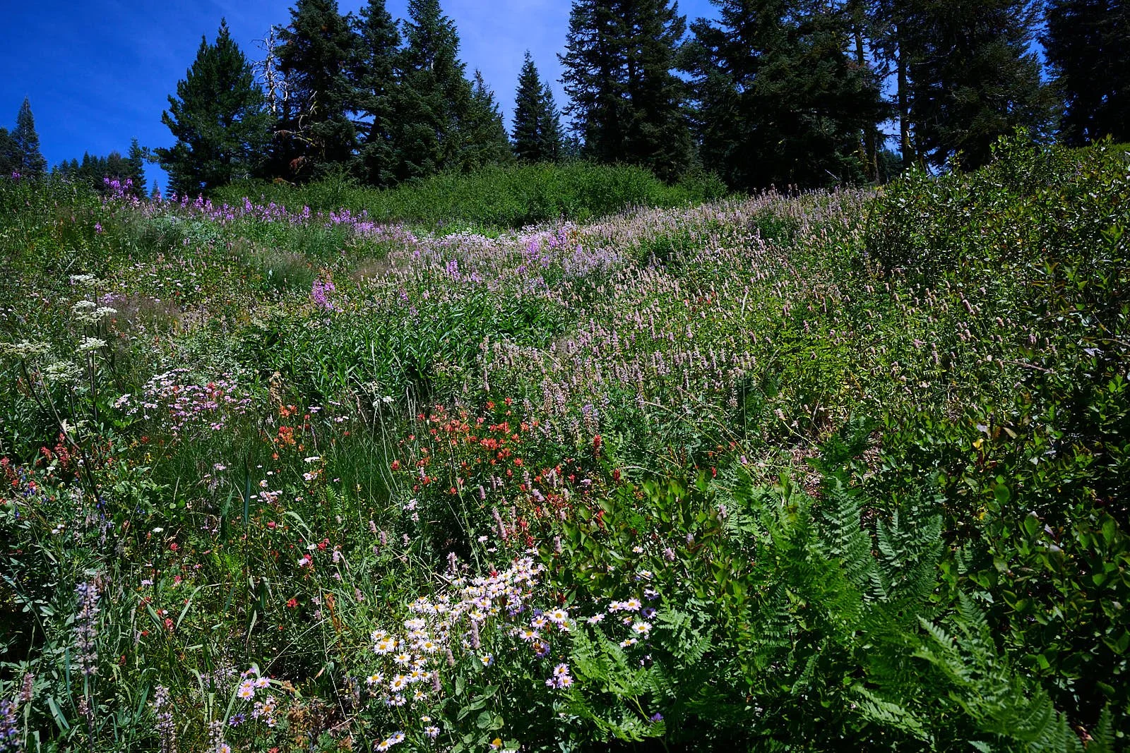 2025-8-ashland GDW_0259 2.jpg