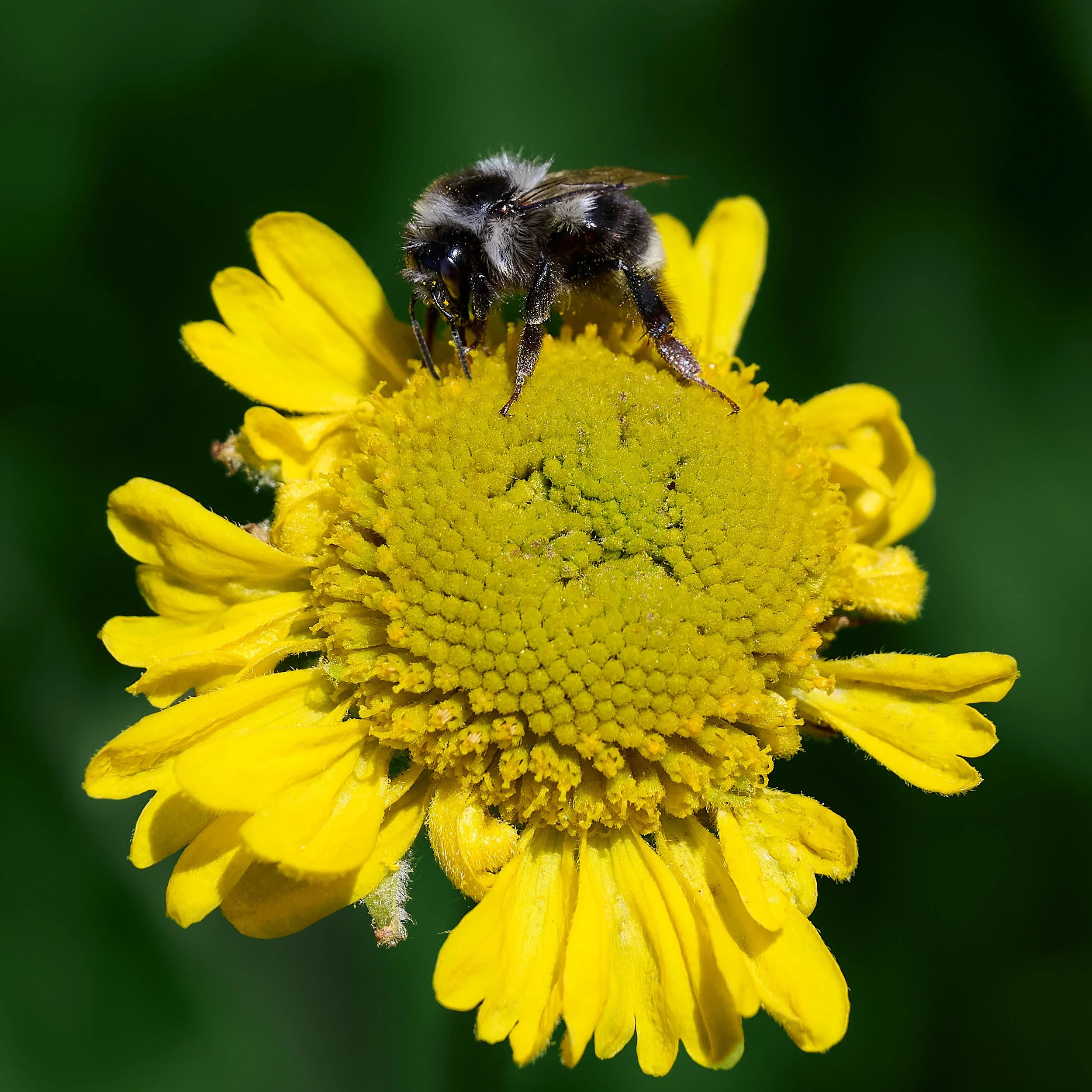 Bumblebee spp