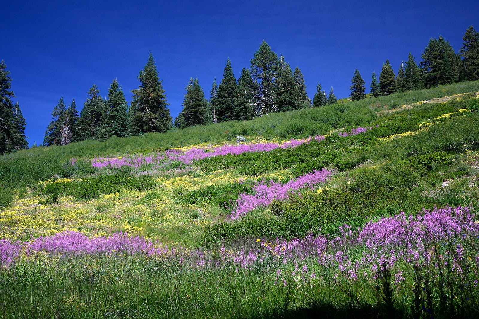 Fireweed &amp; buckwheat
