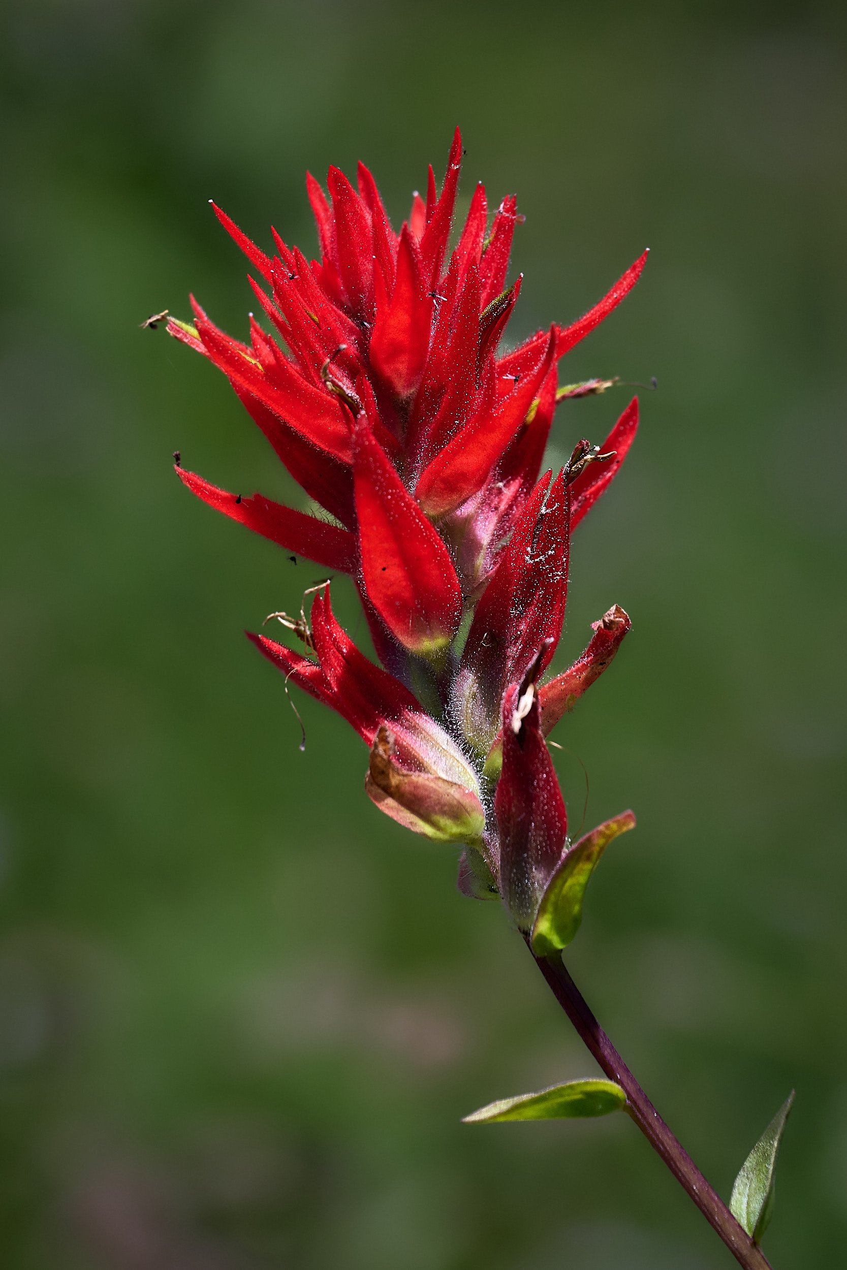 Paintbrush spp