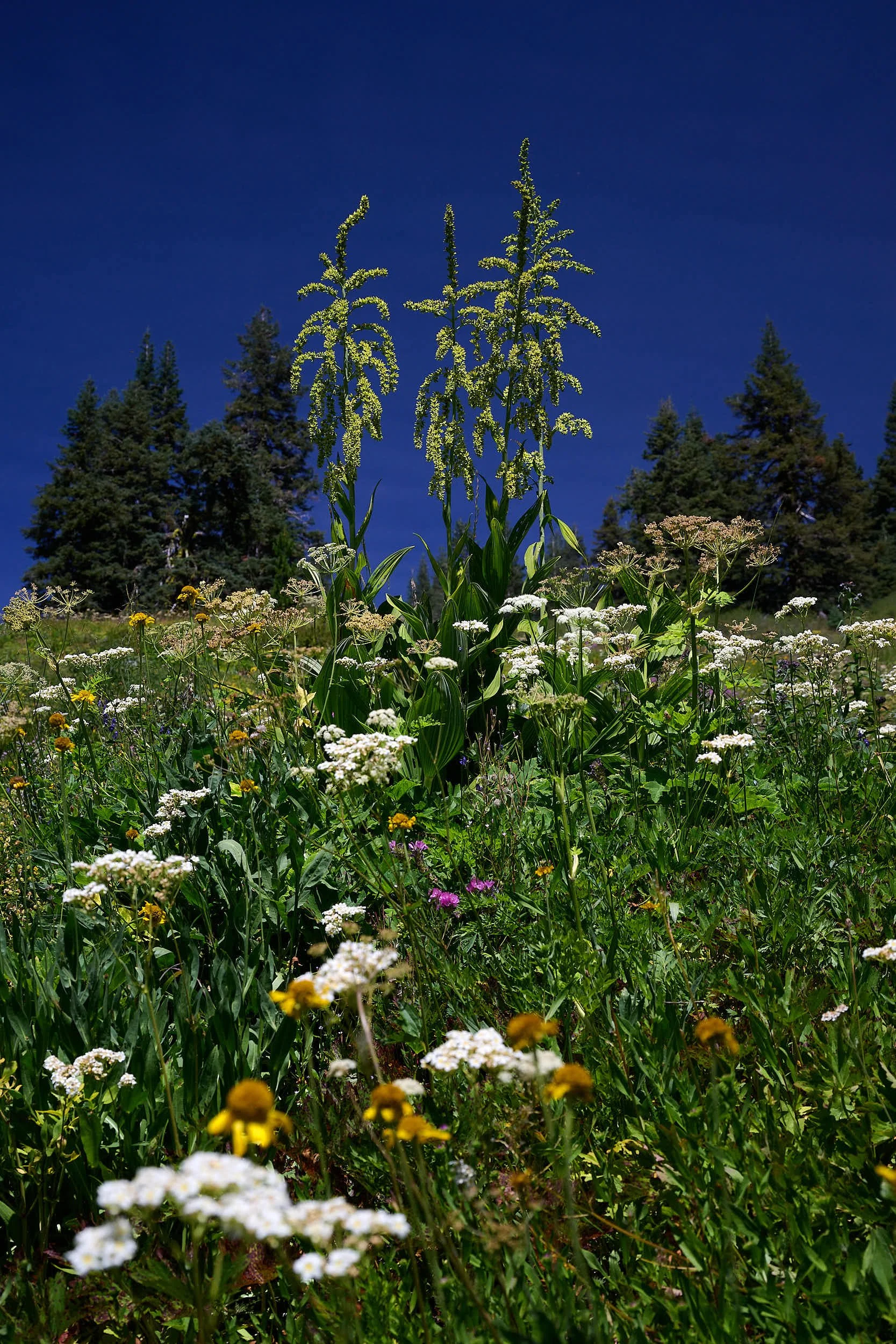 2025-8-ashland GDW_0301.jpg