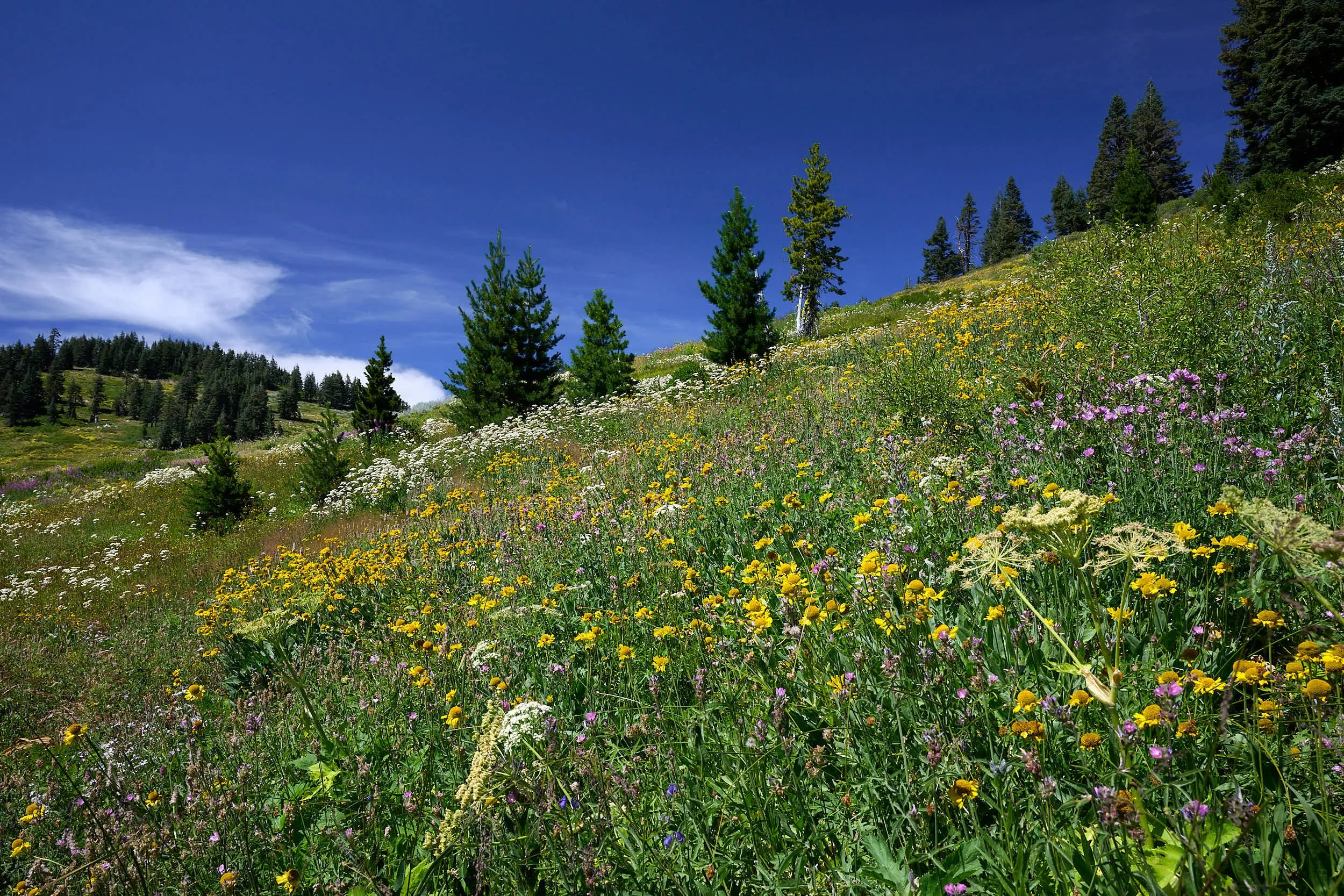 2025-8-ashland GDW_0305.jpg