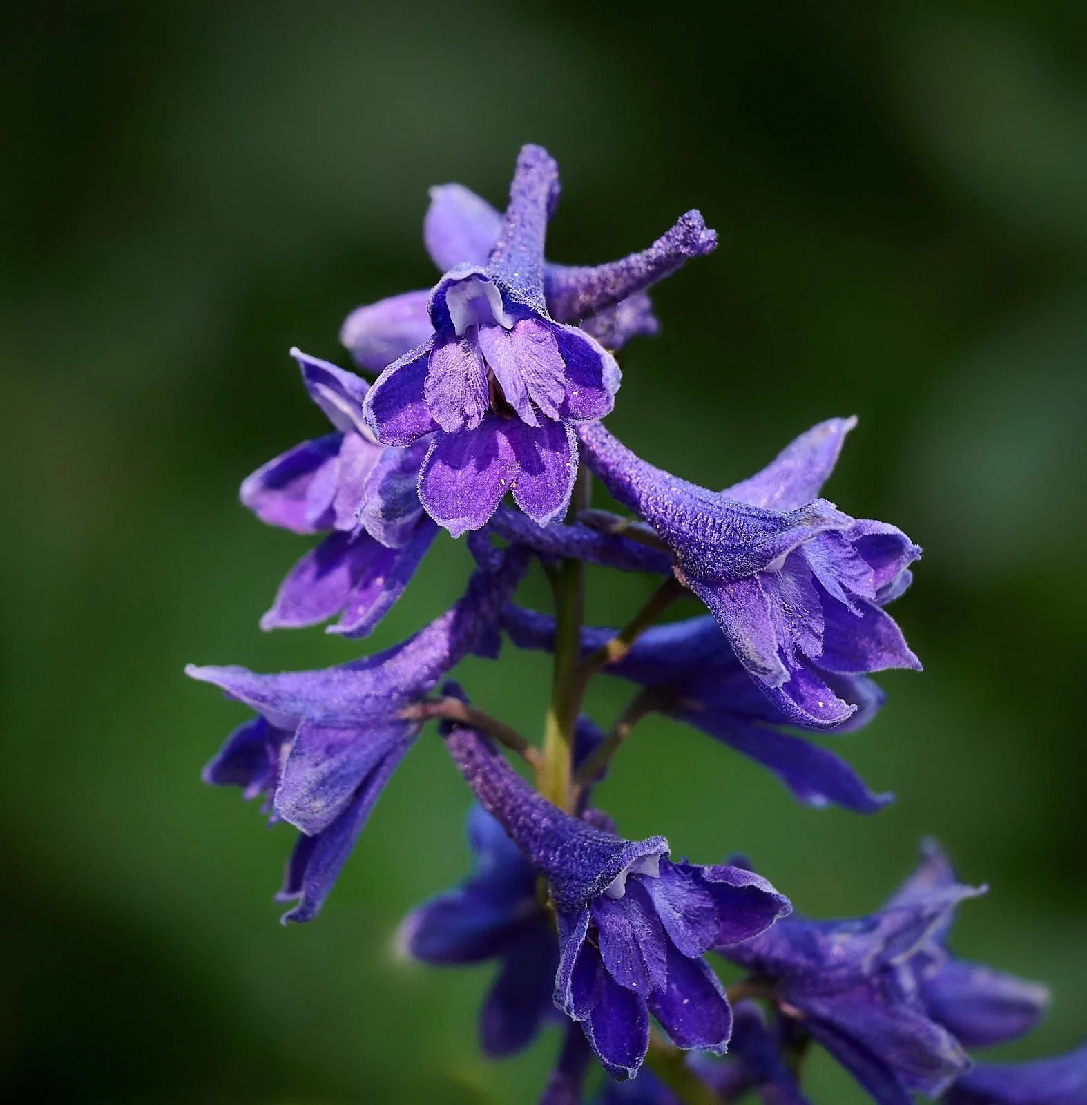 Delphinium