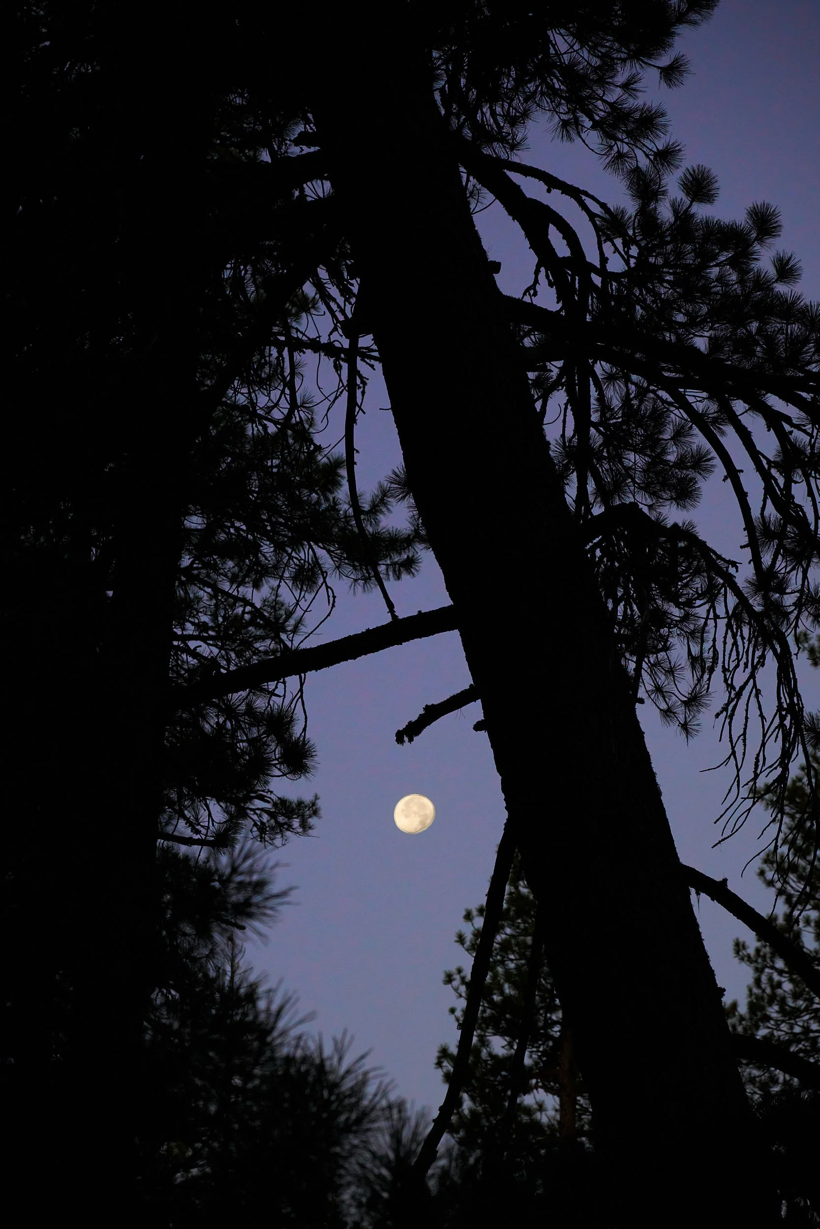 Twilight