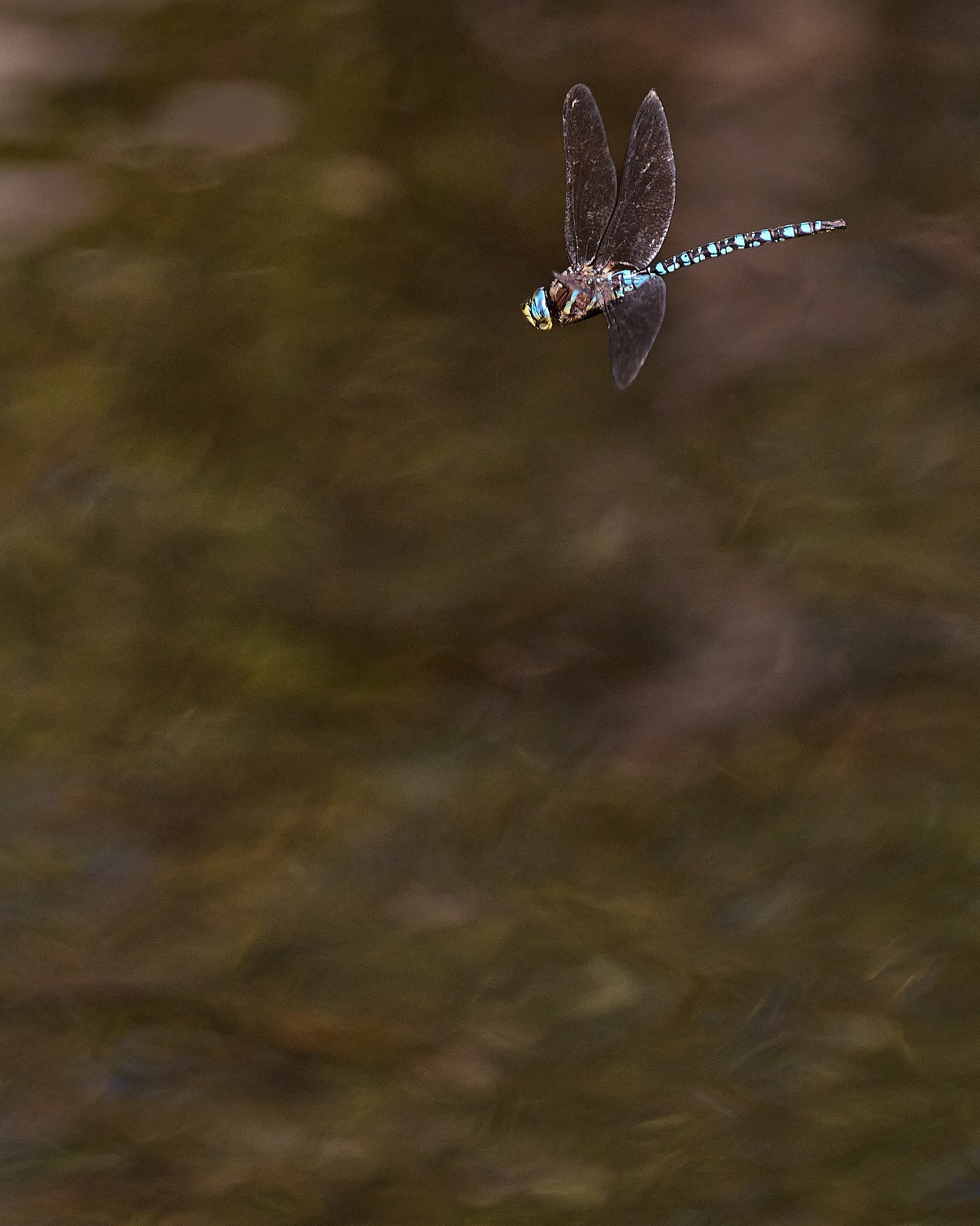 Dragonfly in late afternoon at Butte Lake