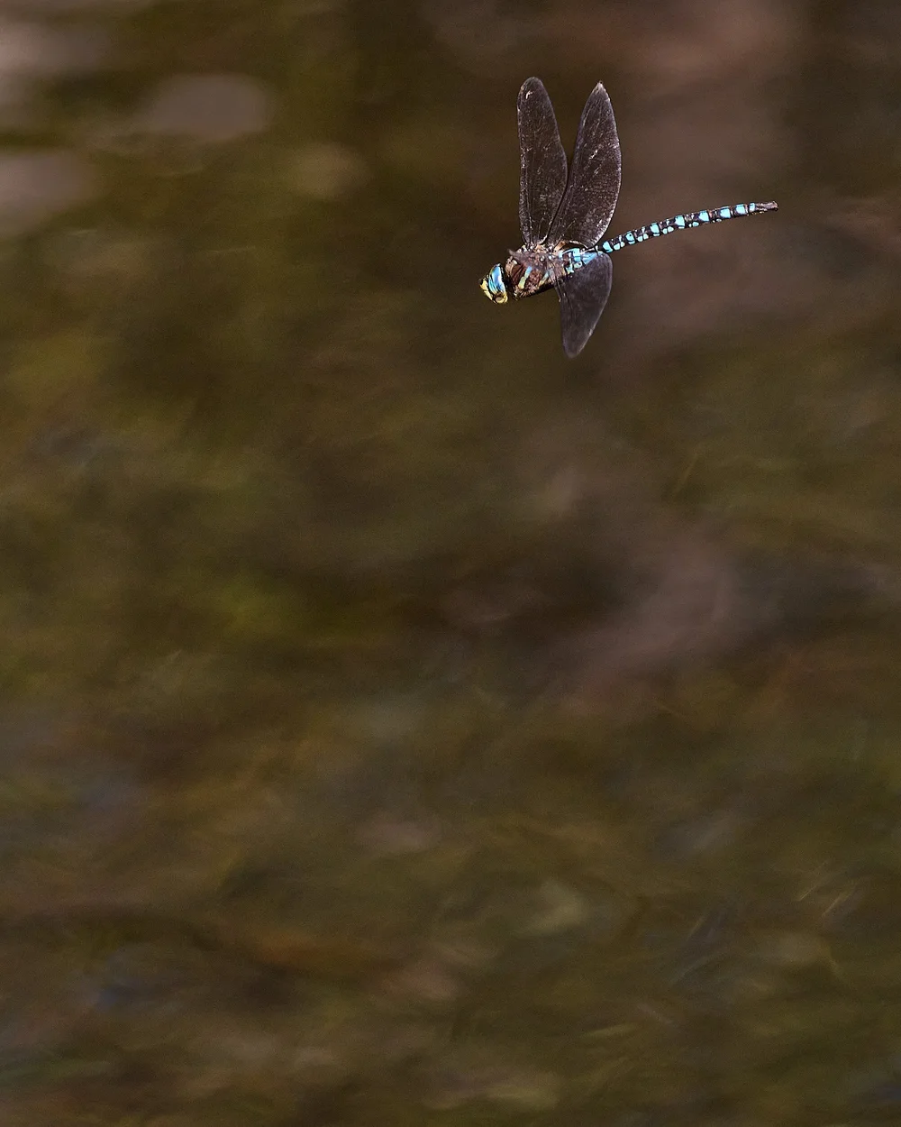 Dragonfly in late afternoon at Butte Lake