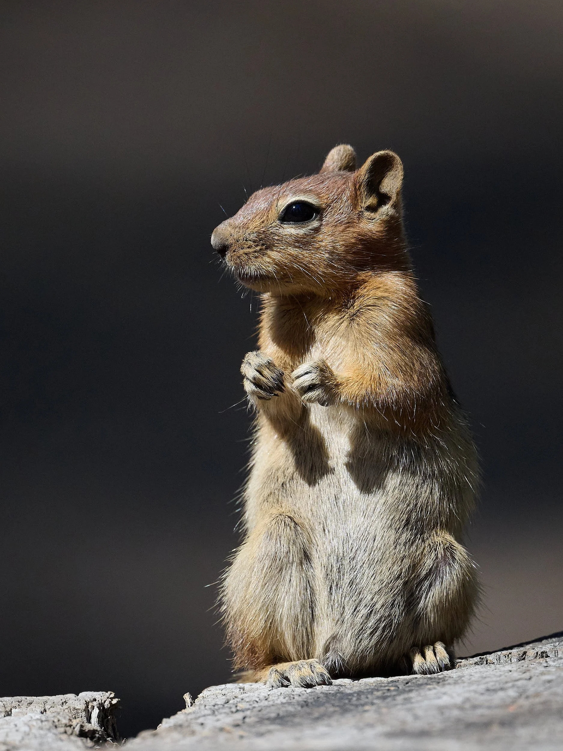 Golden-mantled Ground Squirrel