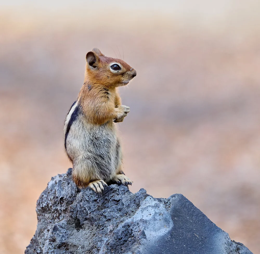 Golden-mantled Ground Squirrel