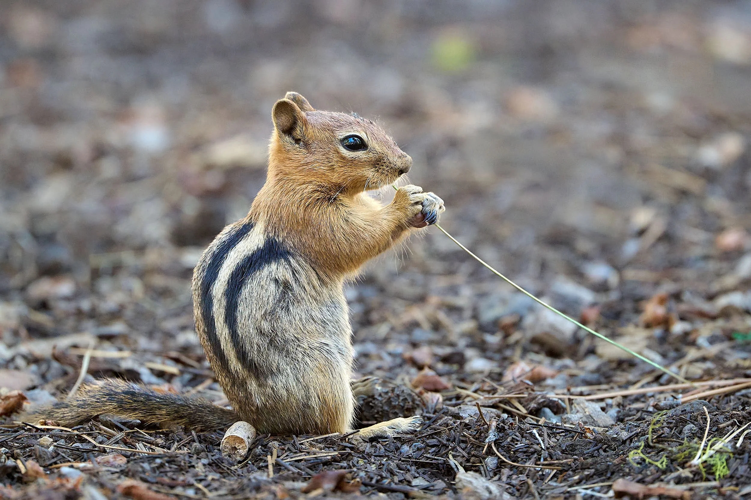 Golden-mantled Ground Squirrel