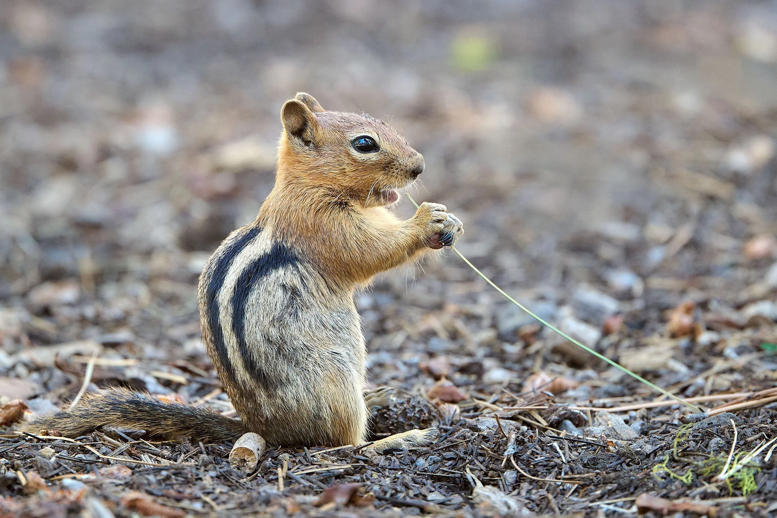 Golden-mantled Ground Squirrel