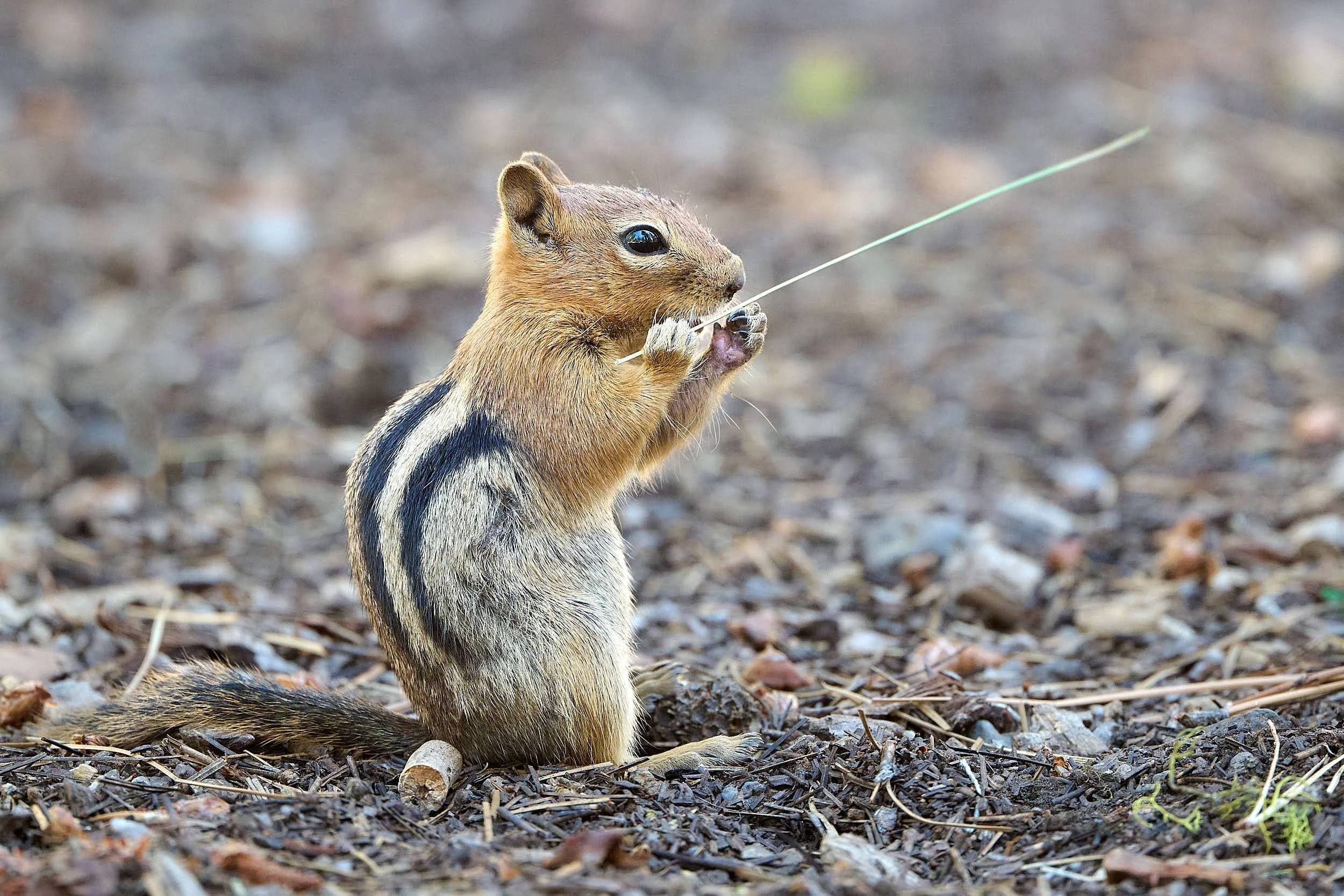 Golden-mantled Ground Squirrel