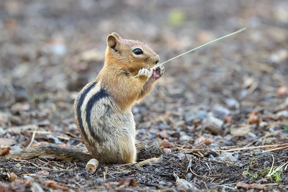 Golden-mantled Ground Squirrel