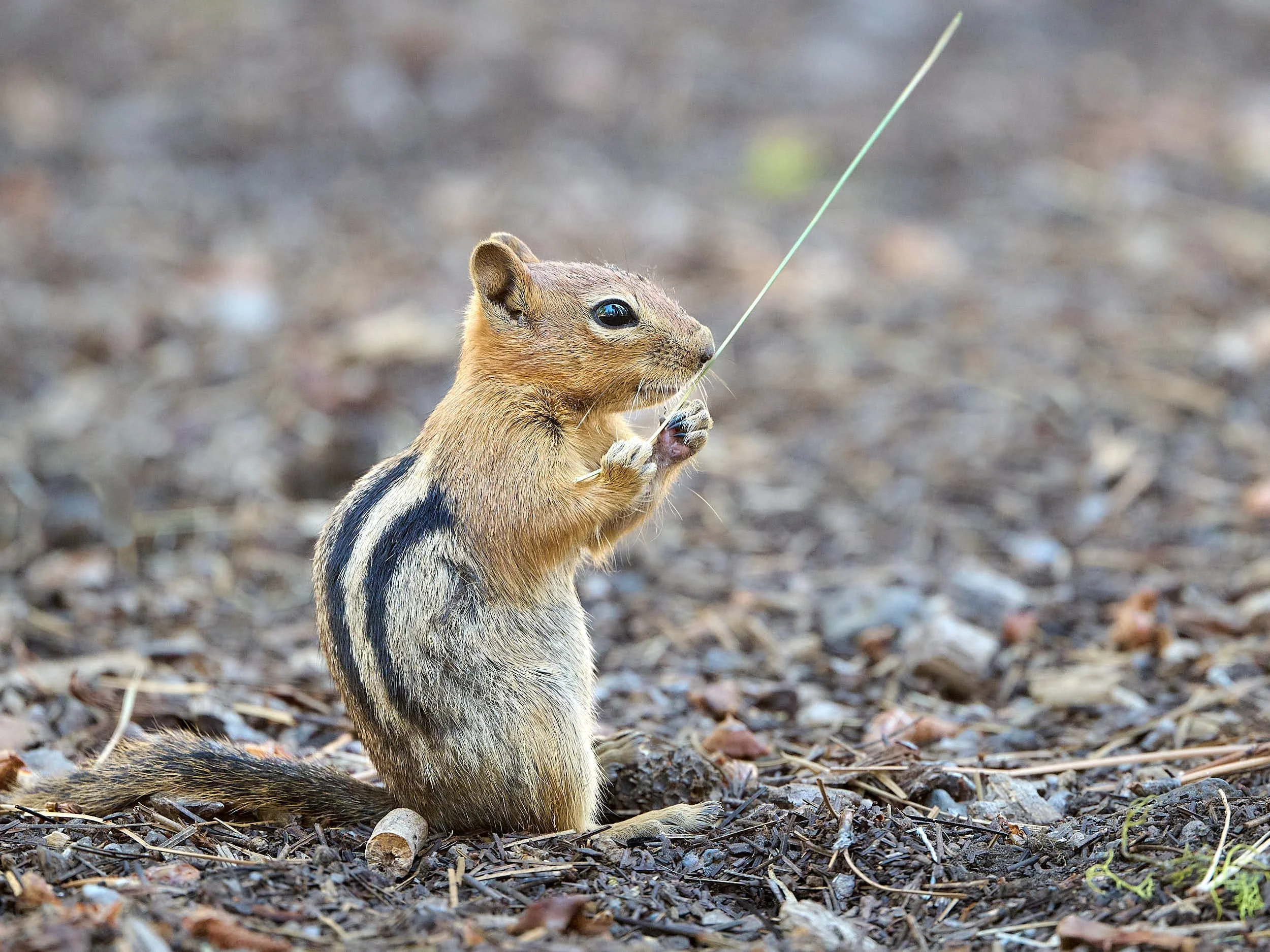Golden-mantled Ground Squirrel