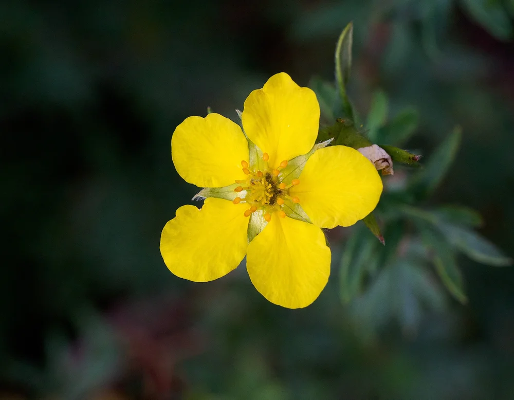 Cinquefoil