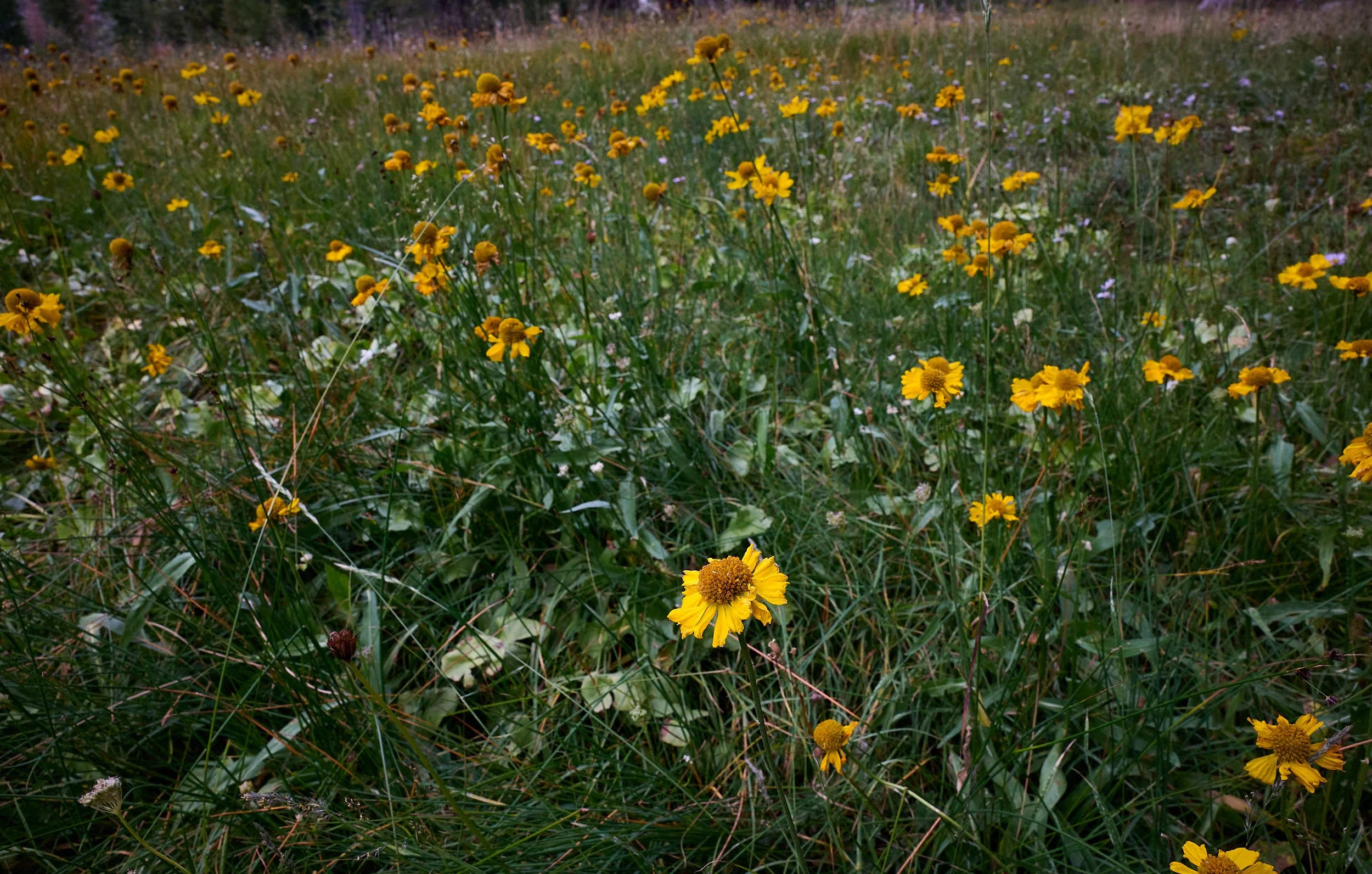 Sneeze weed meadow