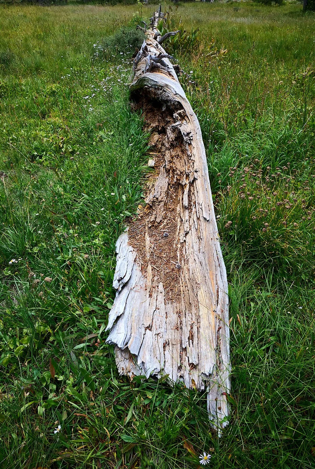 2025-8-eddy GDW_0358.jpg