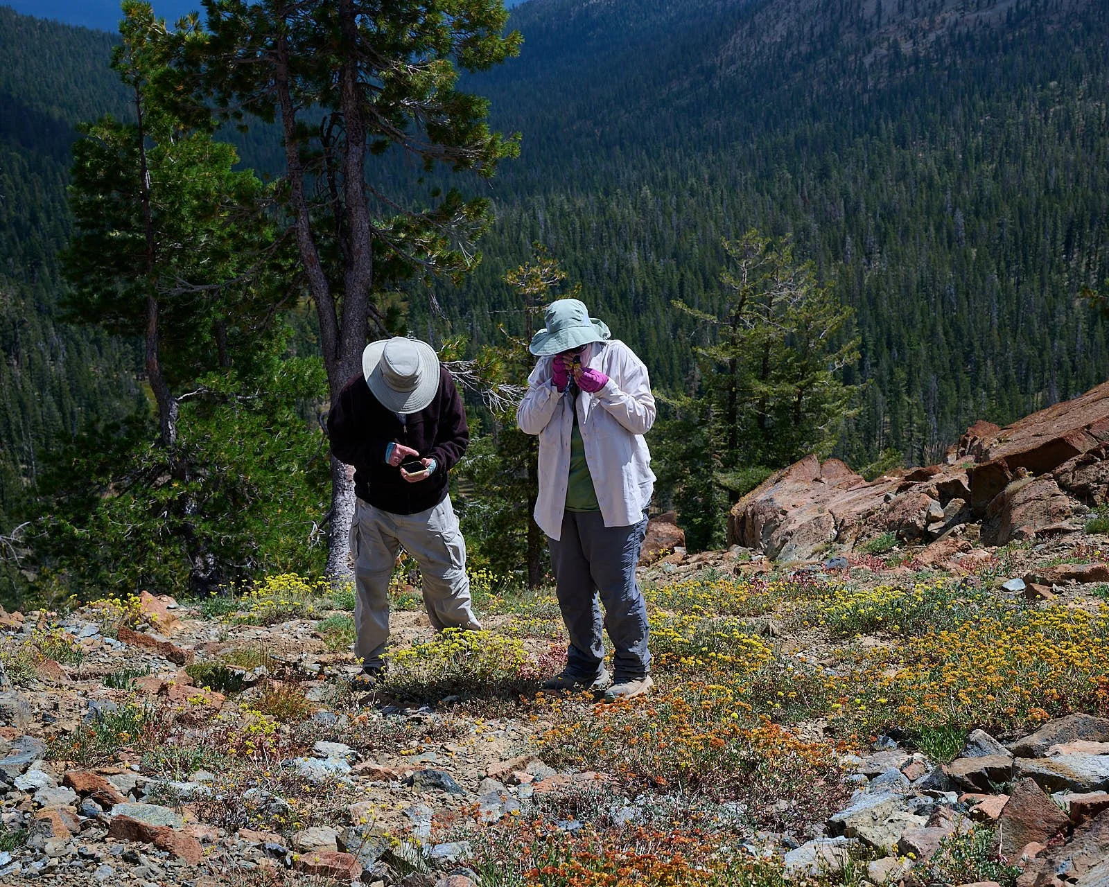 Keying the buckwheat
