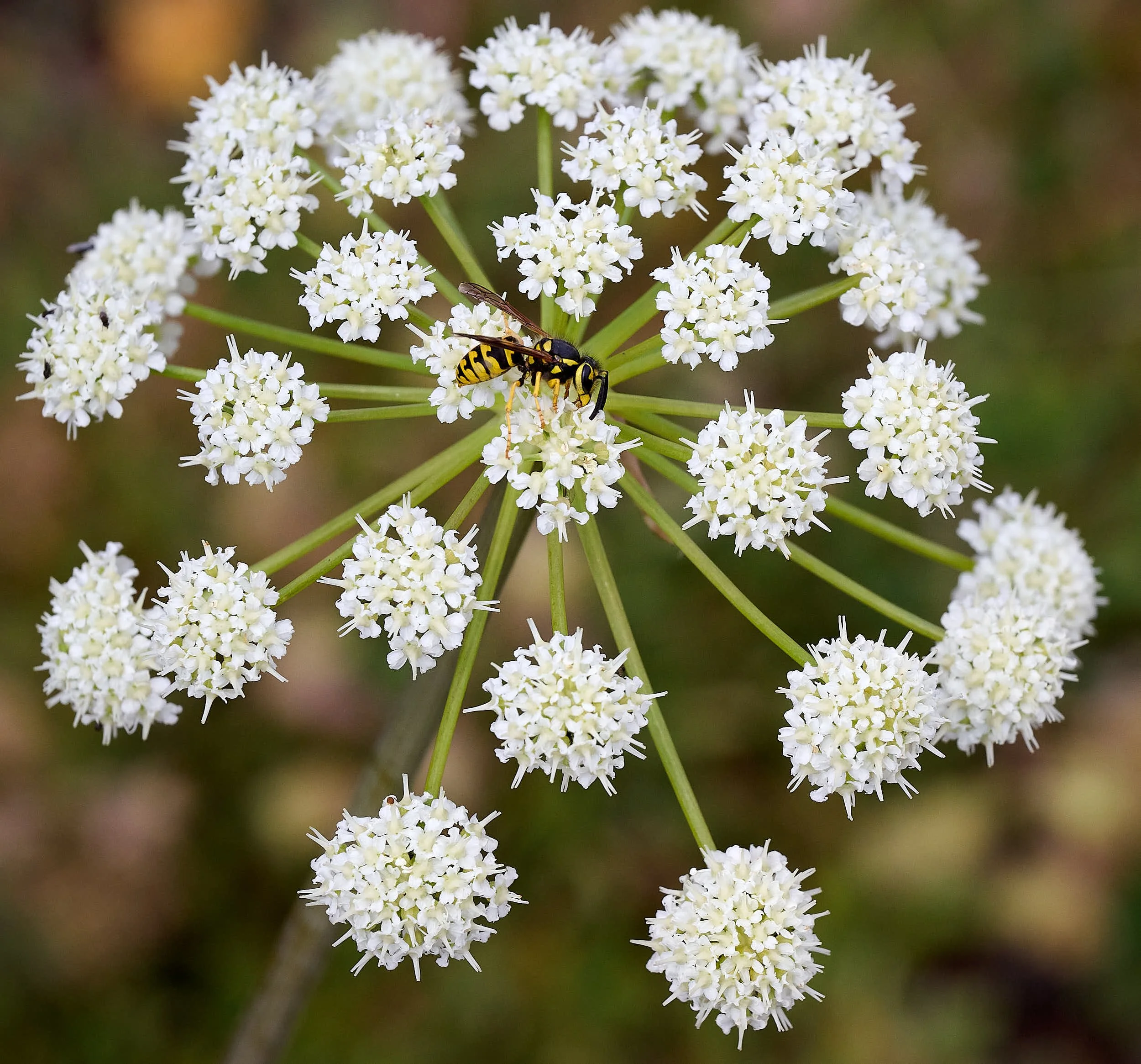 Wasp