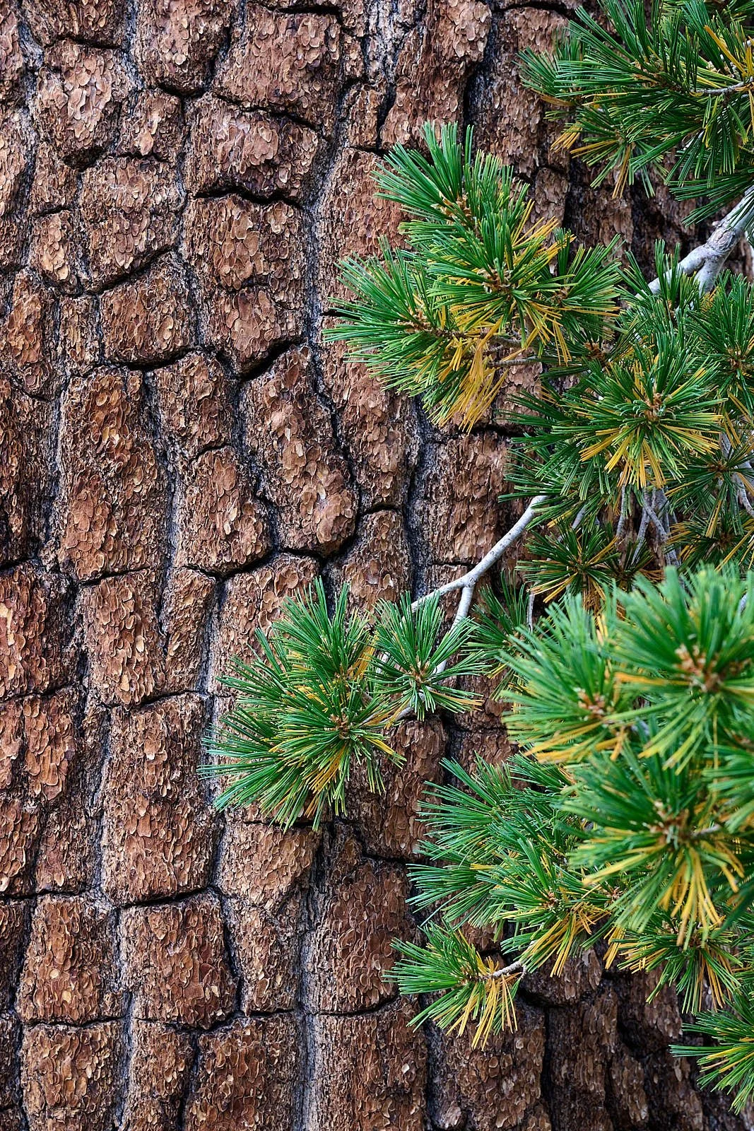 Western White Pine
