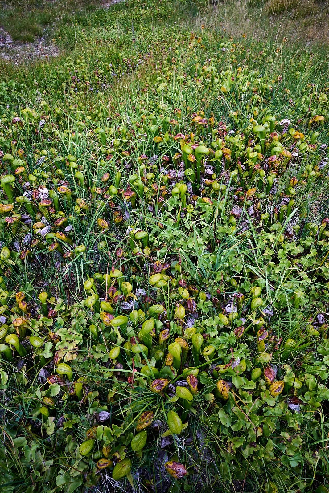 Darlingtonia fen