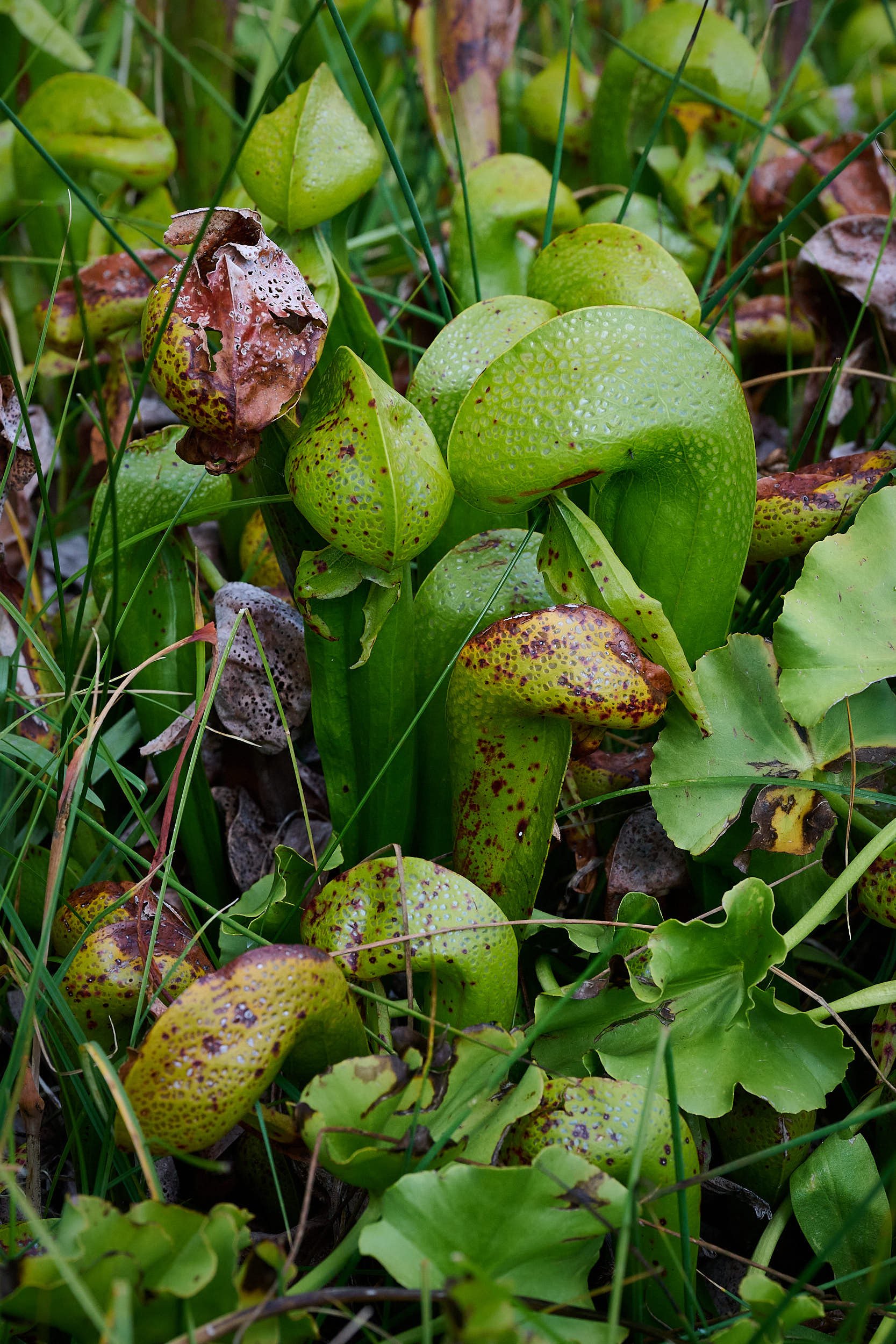 Cobra plant (Darlingtonia californica)