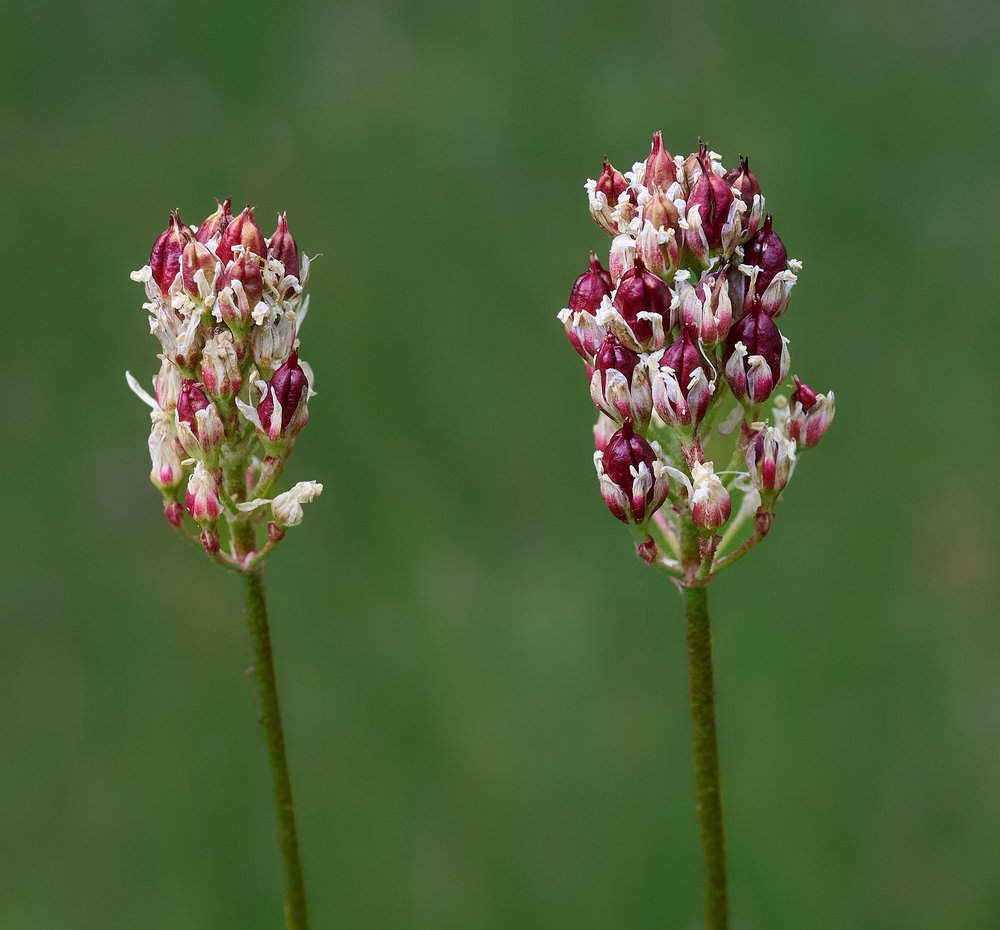 Western False Asphodel