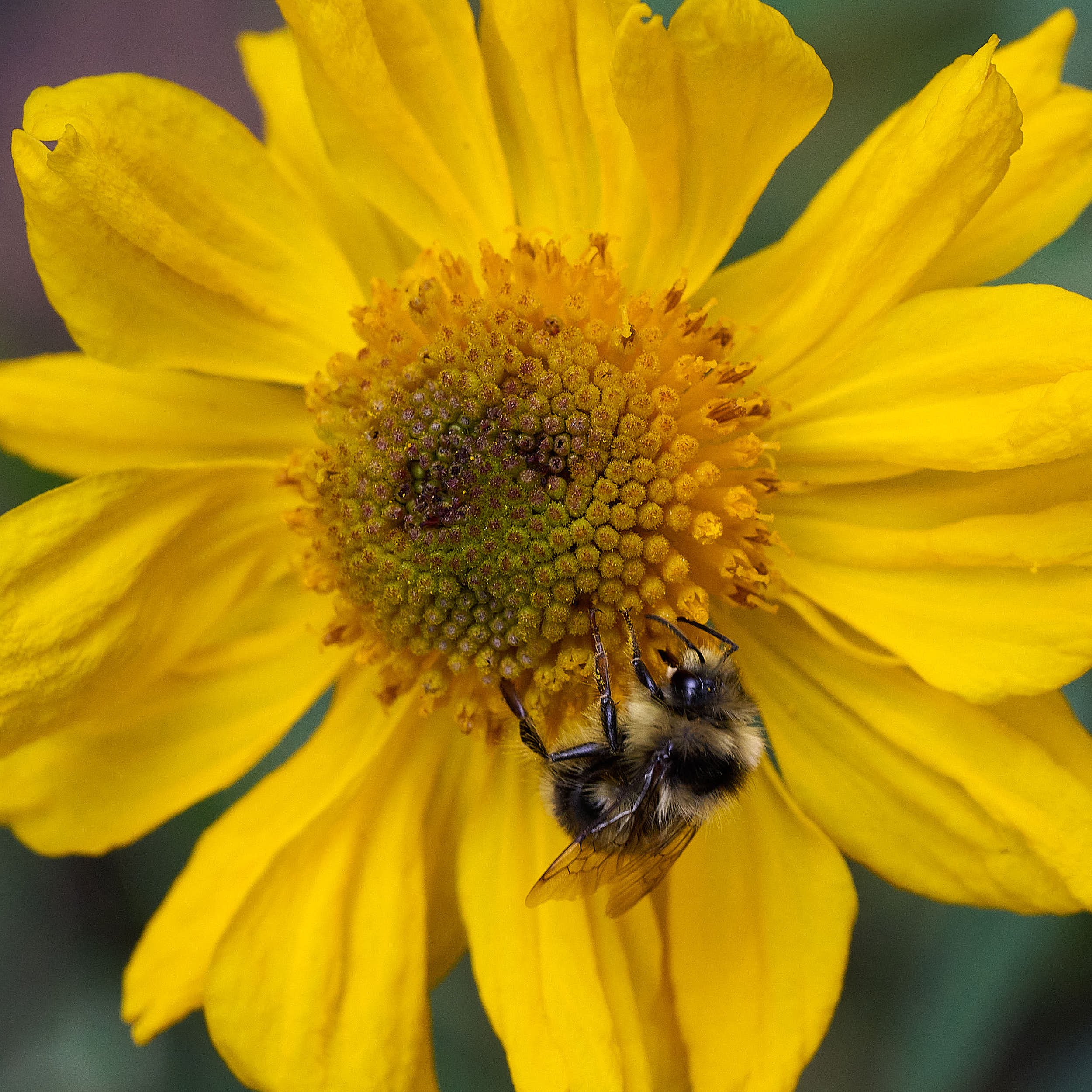 Sneeze weed &amp; bee