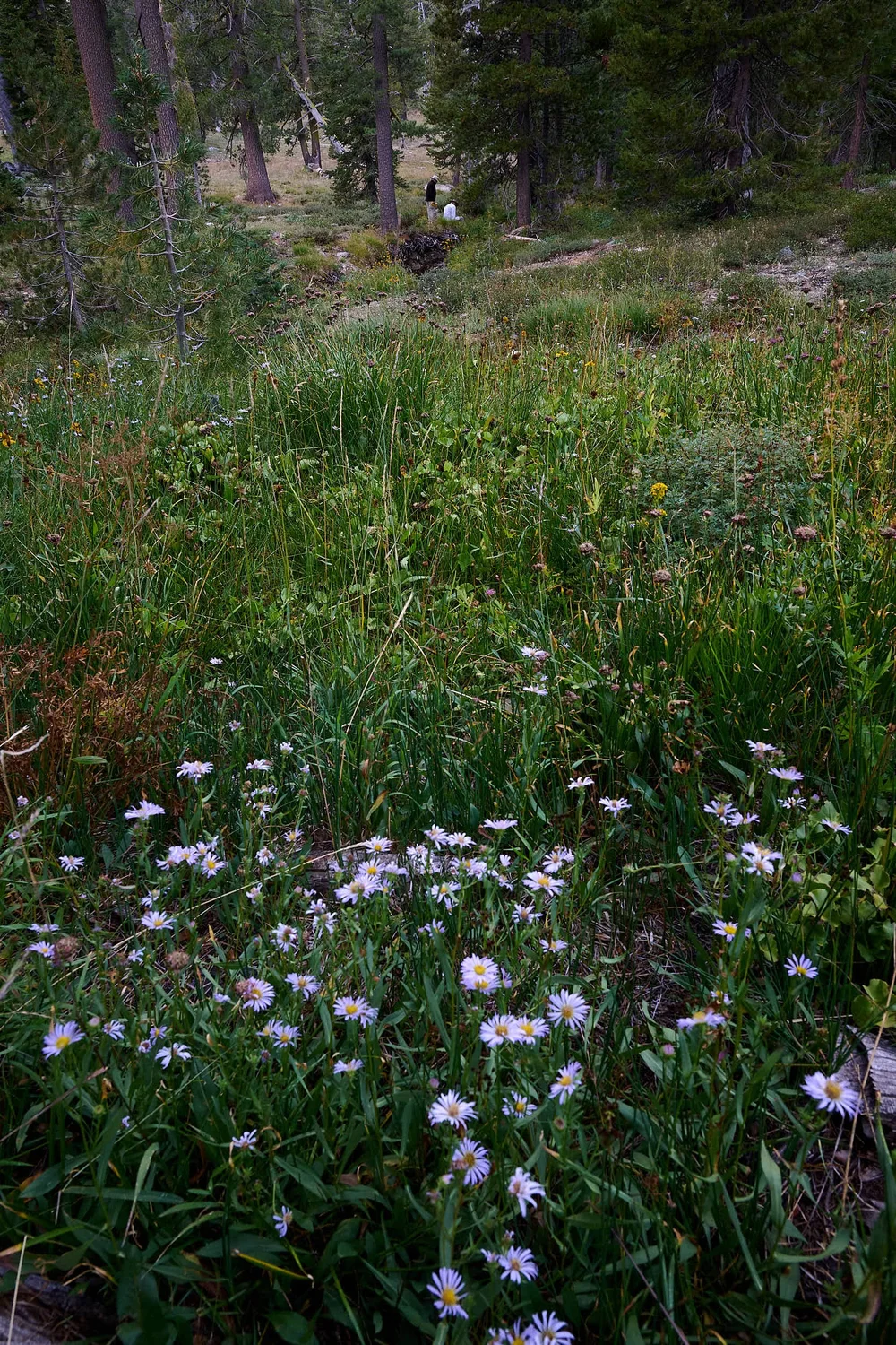 Working the meadow to ID plants