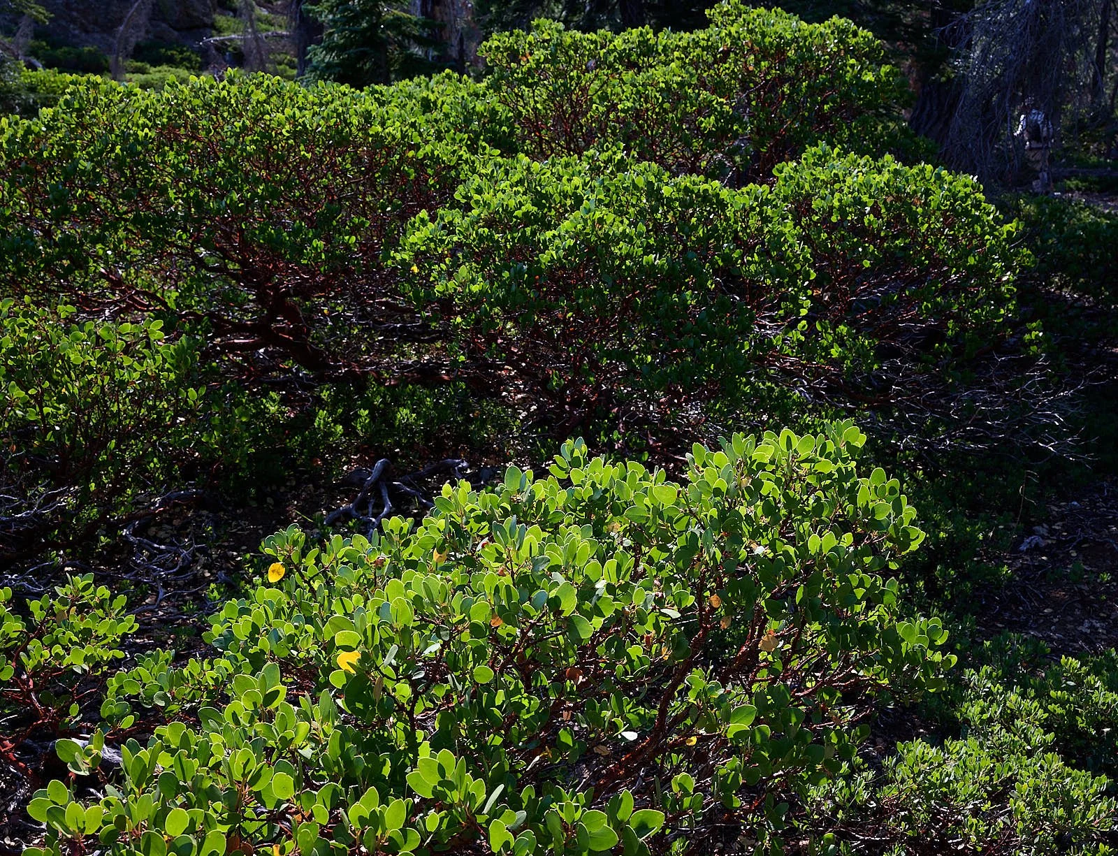 Green leaf manzanitia