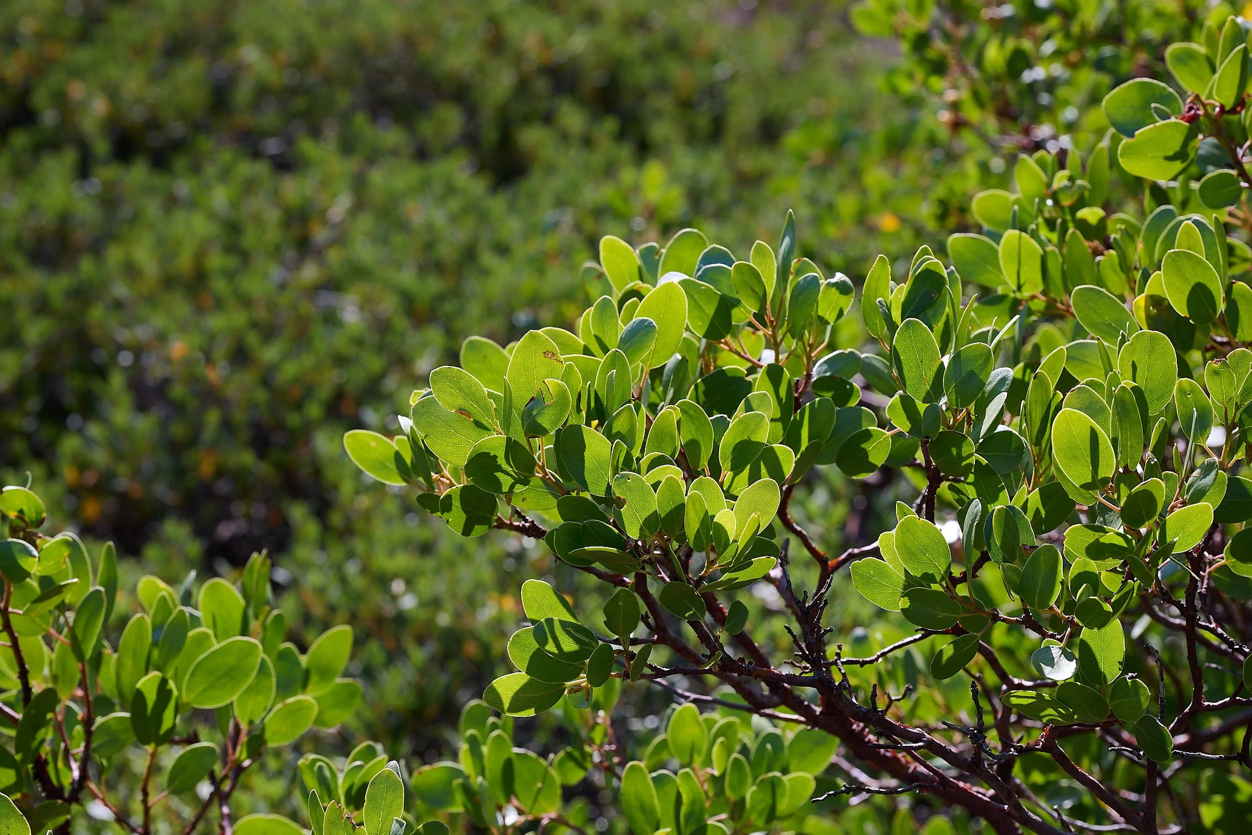 Green leaf manzanitia
