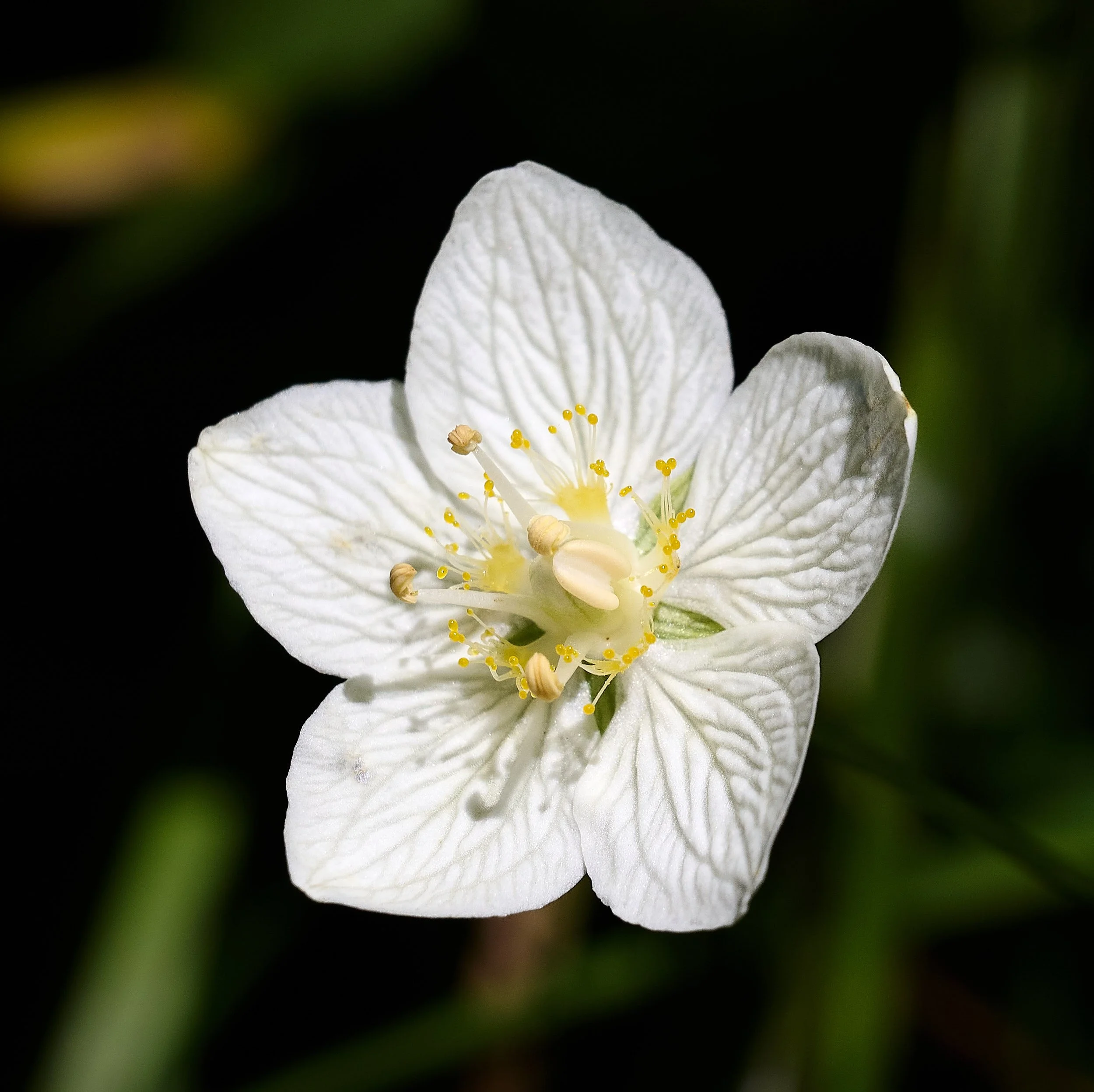 Grass of Parnassus